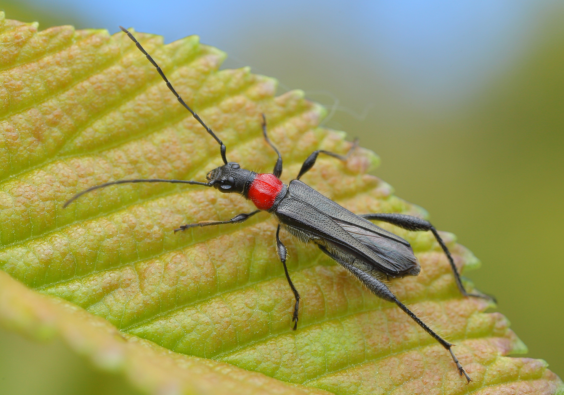 Callimoxys gracilis