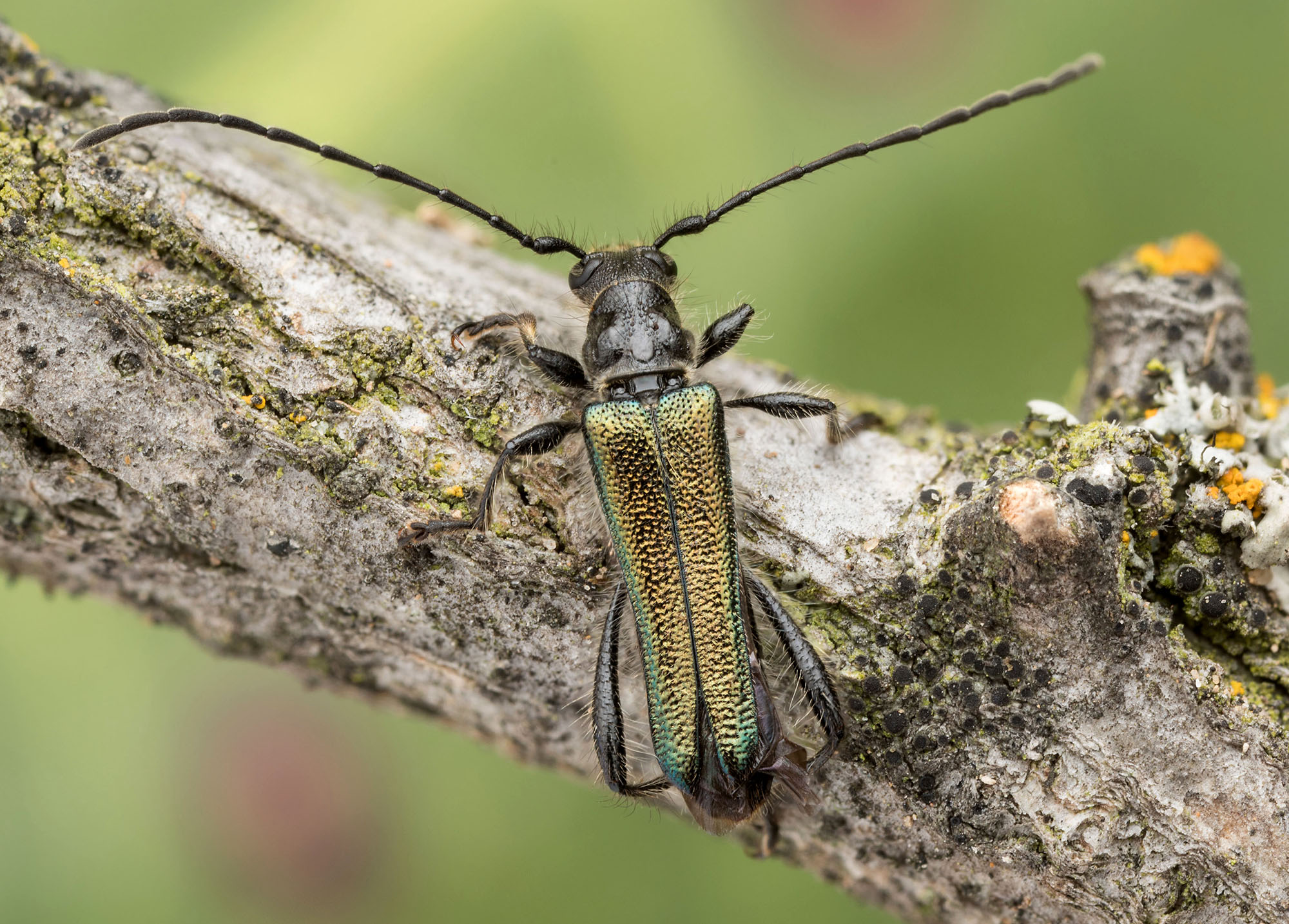 Callimus abdominalis