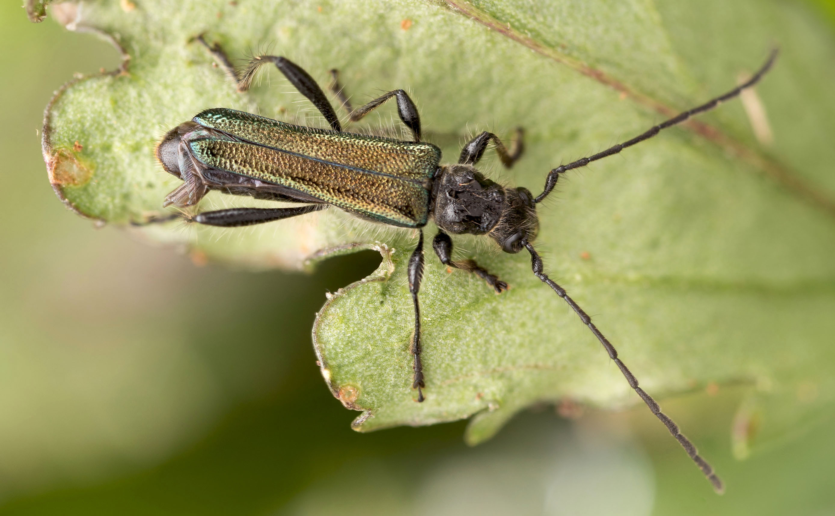 Callimus abdominalis