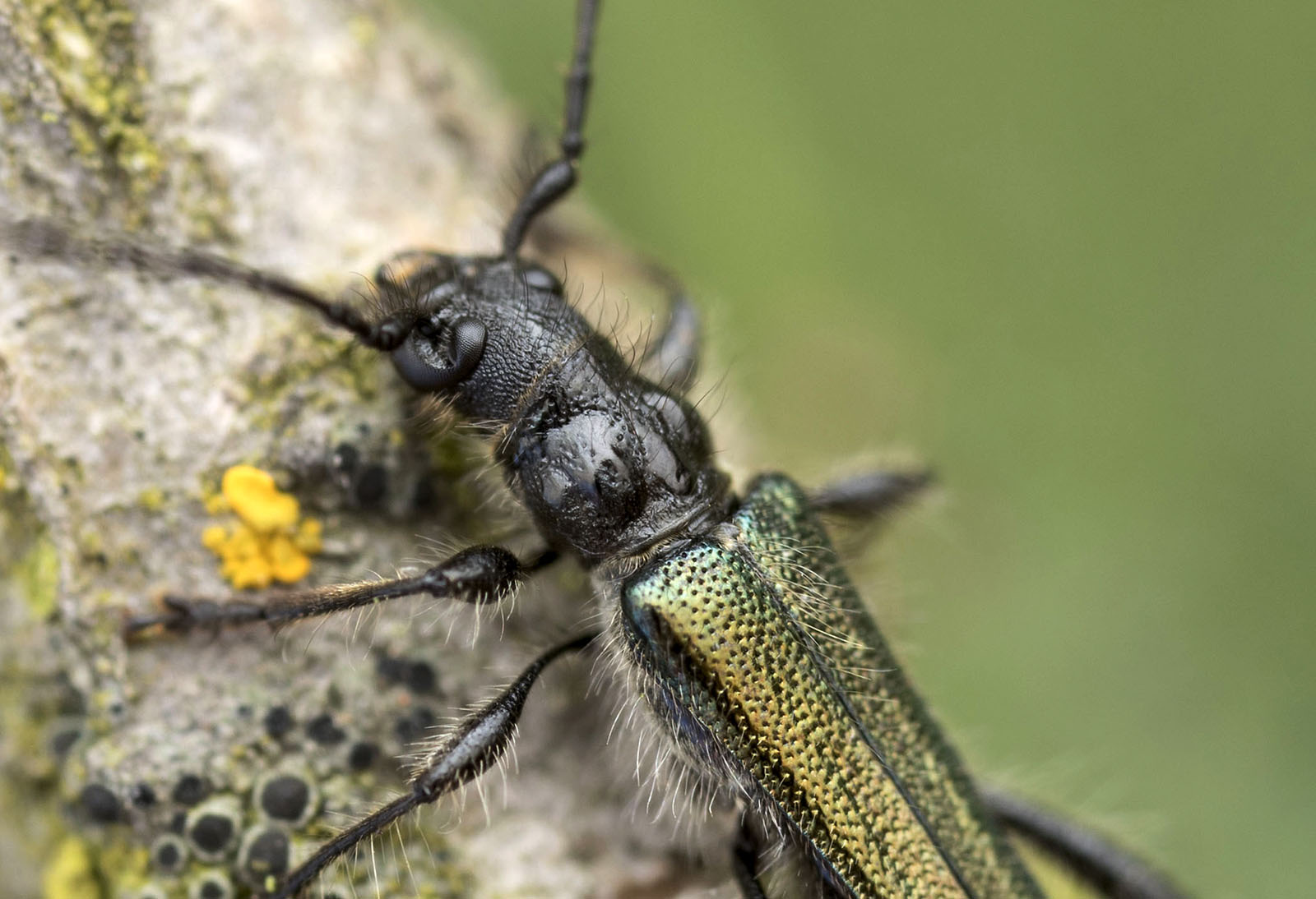 Callimus abdominalis