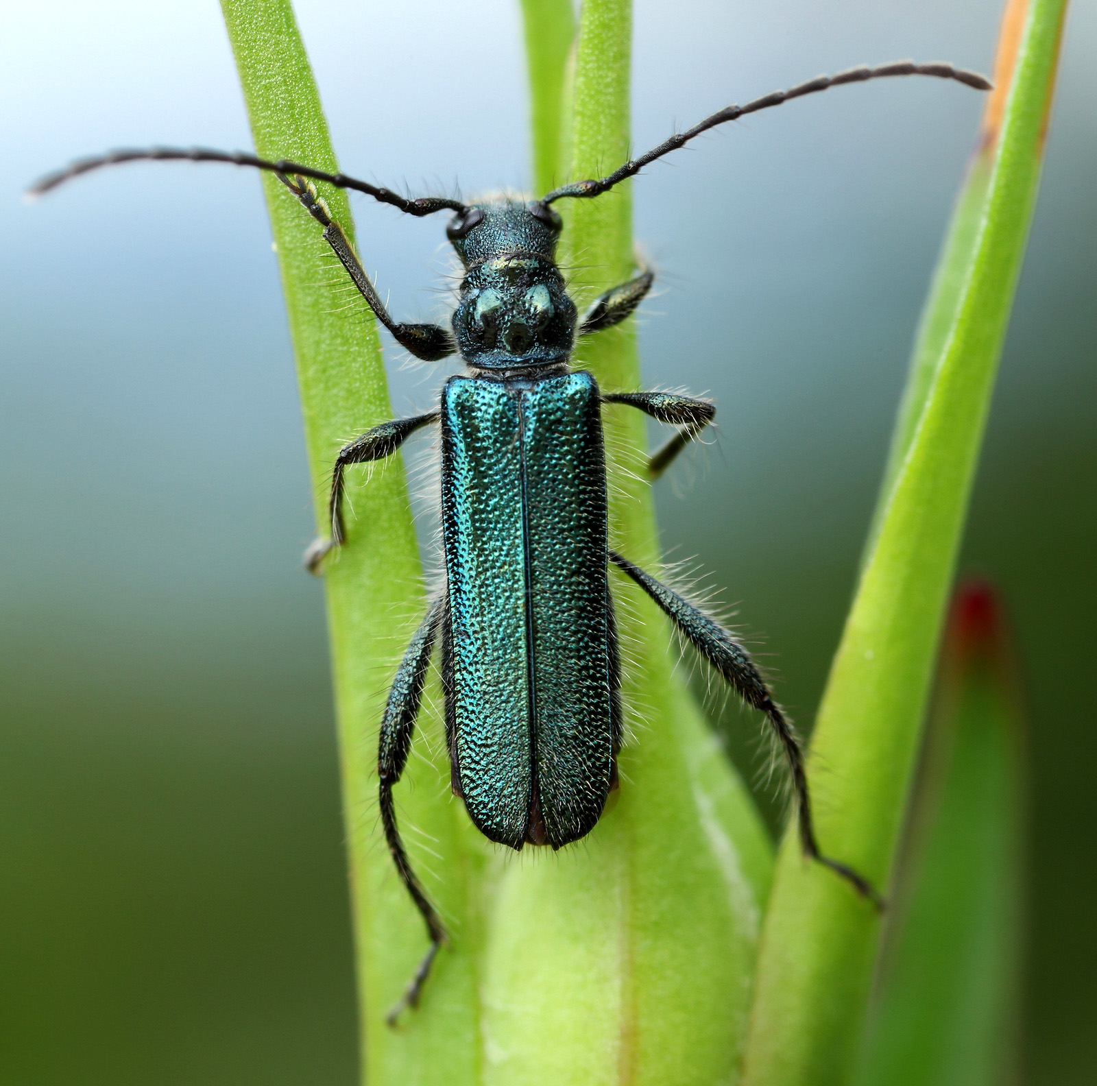 Callimus angulatus angulatus