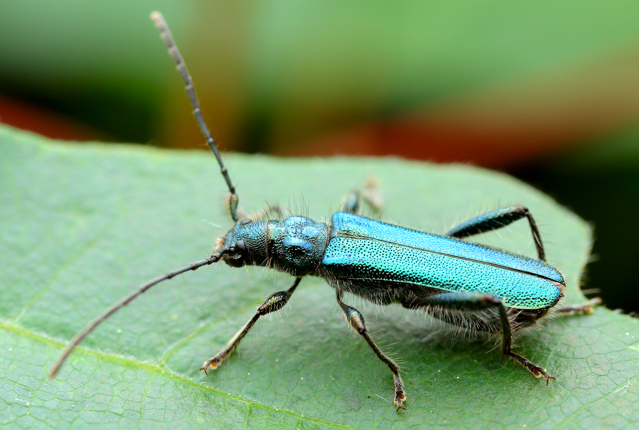 Callimus angulatus angulatus