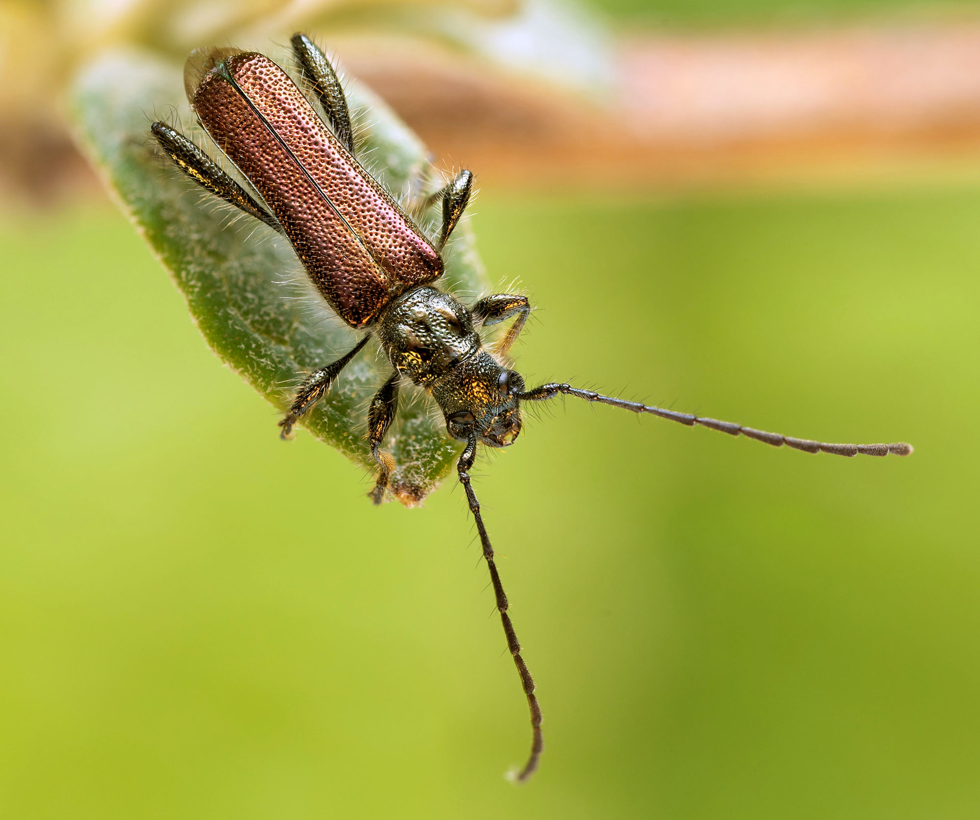 Callimus angulatus glabrescens