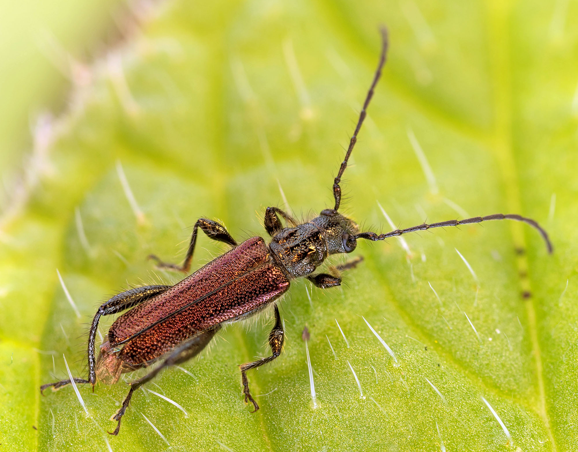 Callimus angulatus glabrescens