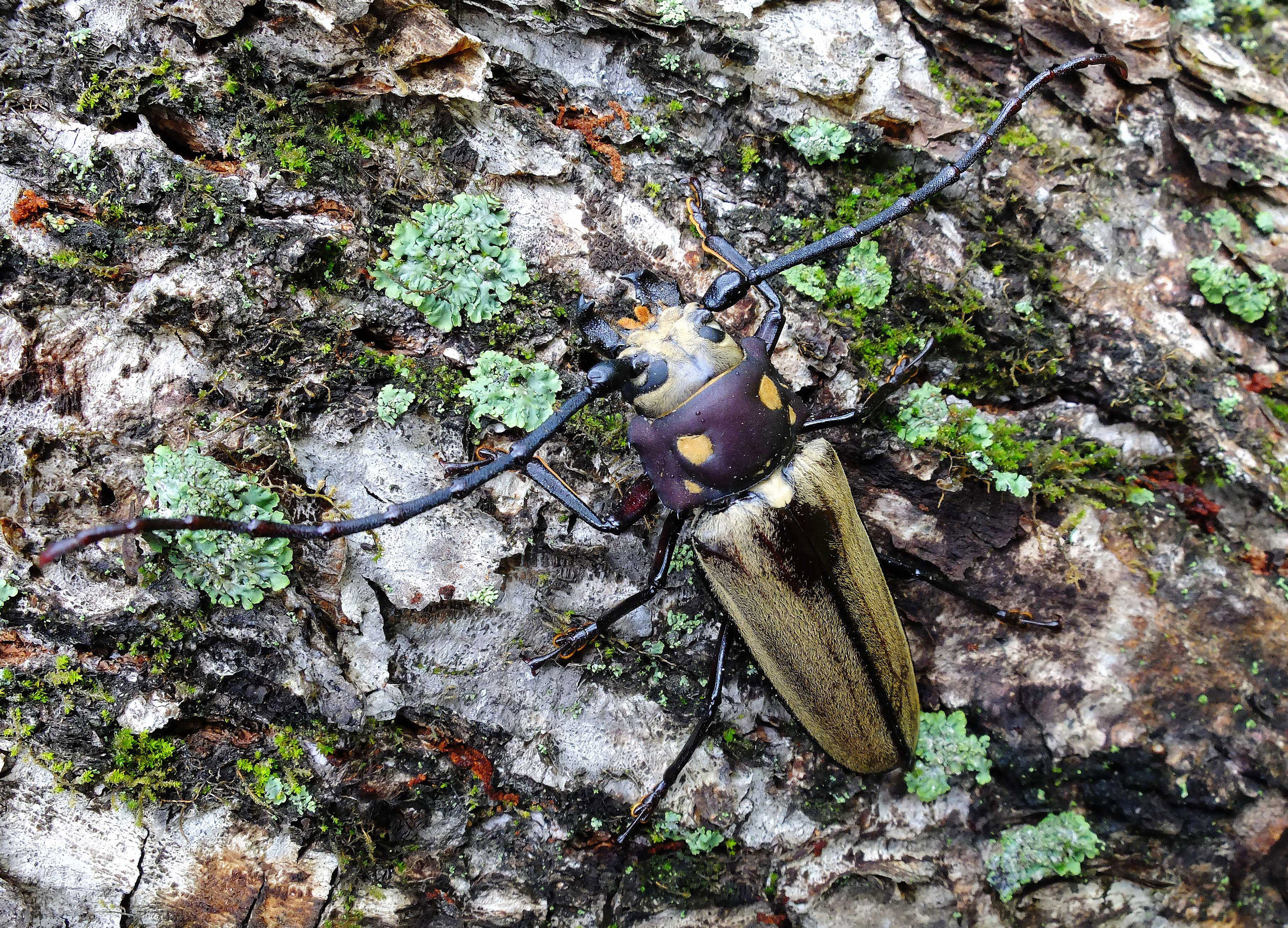 Callipogon relictus