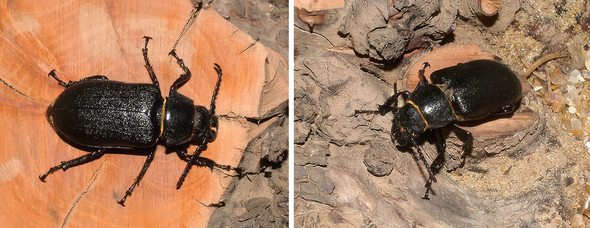 Cantharocnemis strandi - female