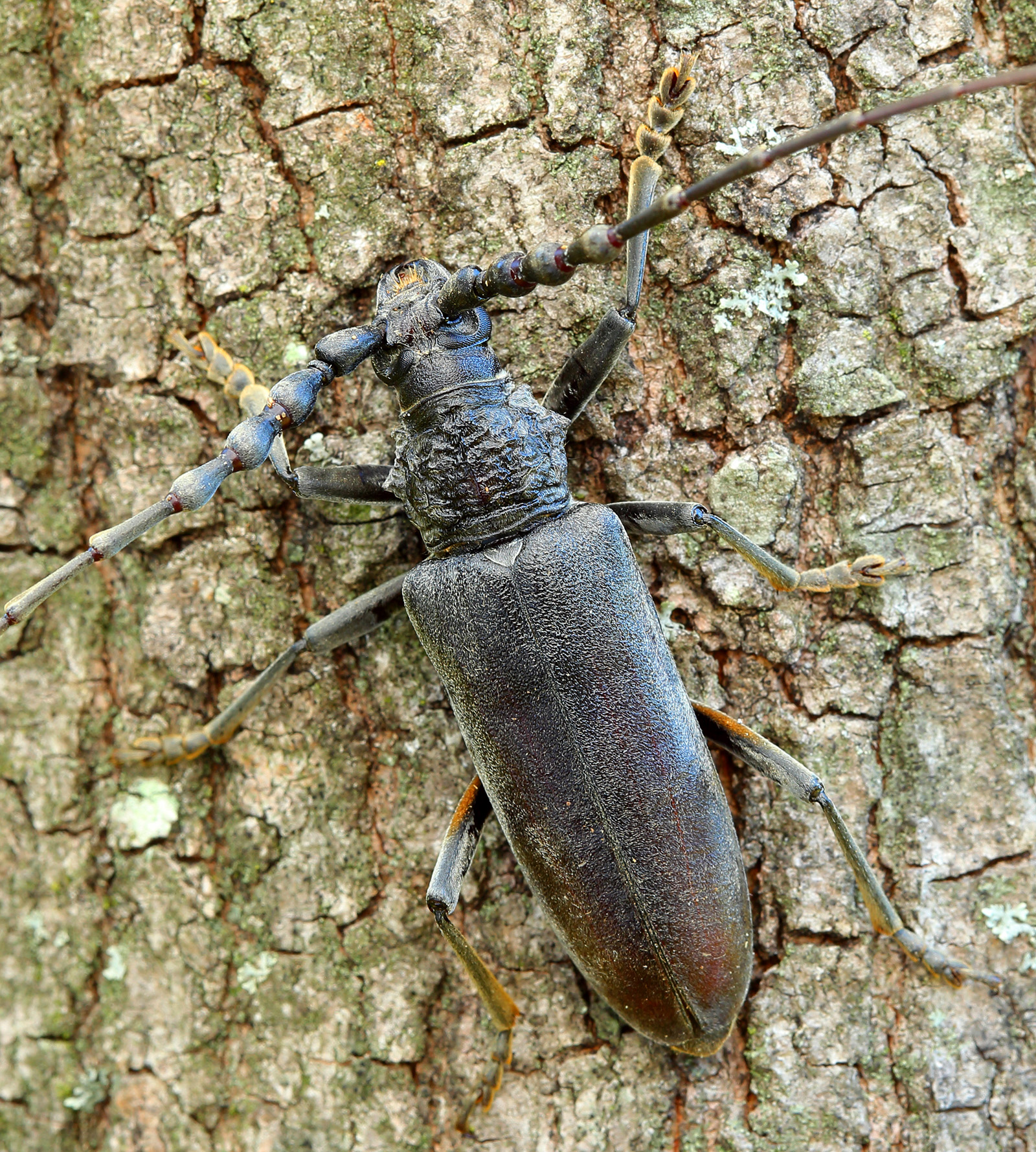 Cerambyx carinatus