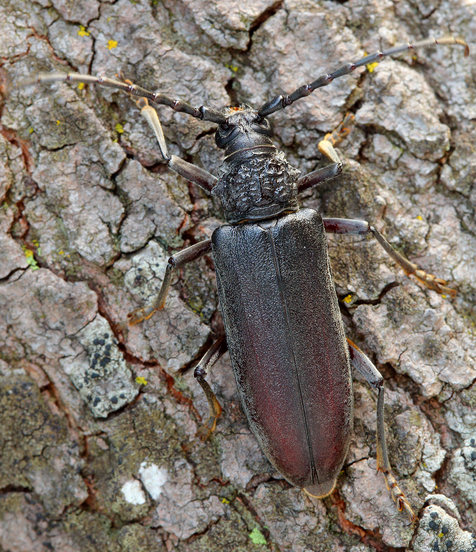 Cerambyx carinatus