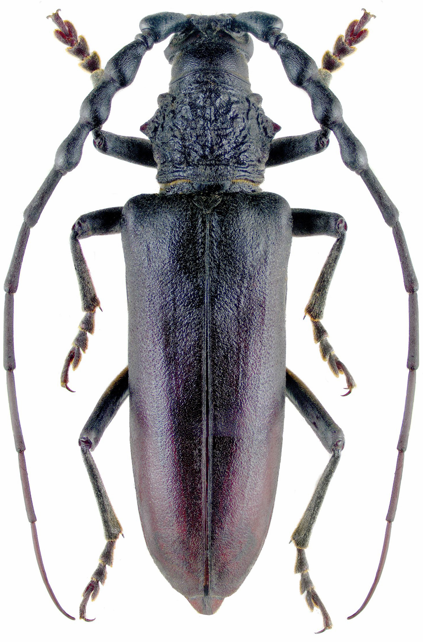 Cerambyx carinatus