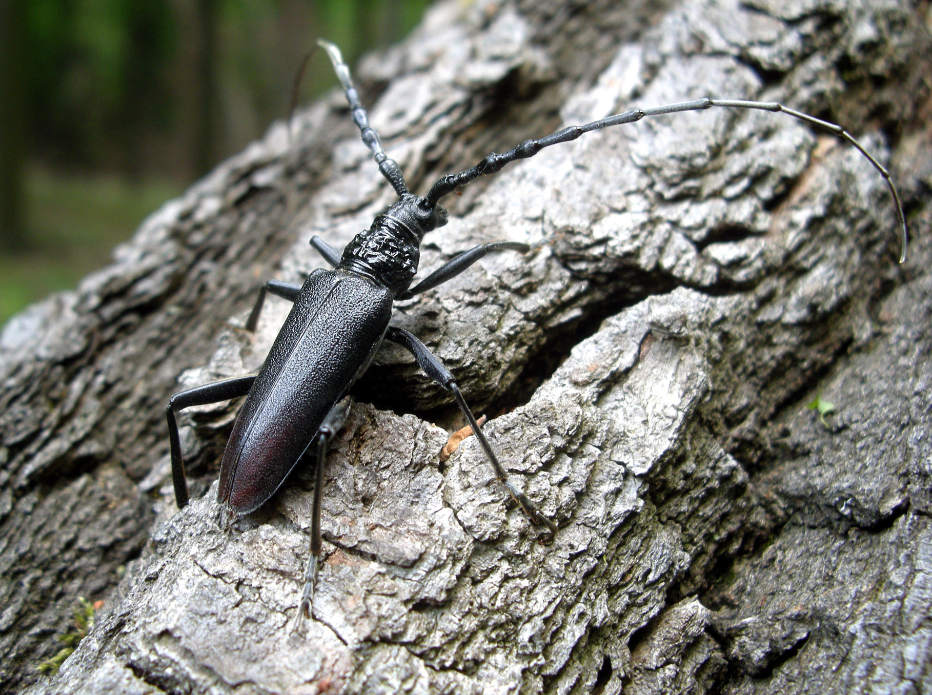 Cerambyx cerdo cerdo