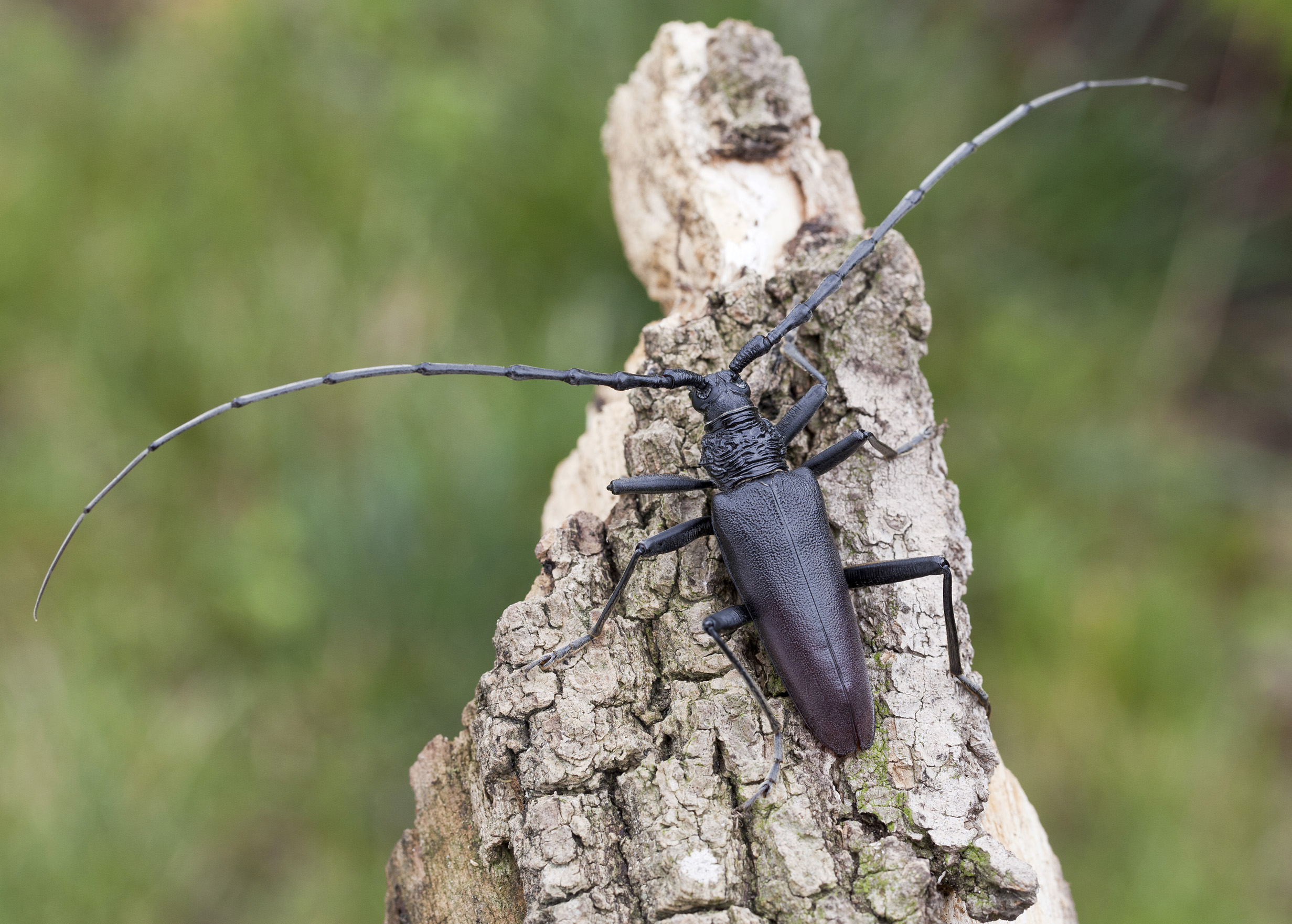 Cerambyx cerdo cerdo