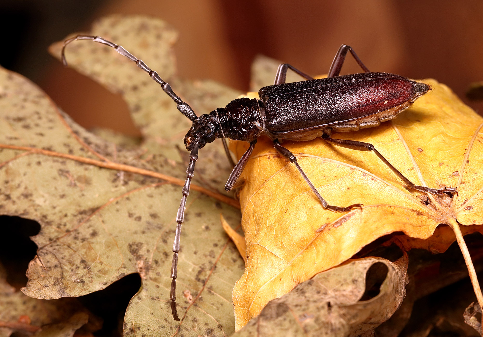 Cerambyx cerdo cerdo