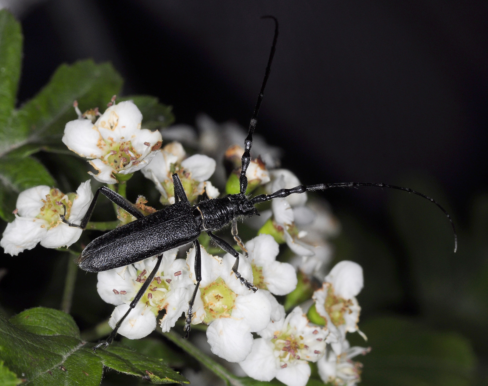 Cerambyx multiplicatus