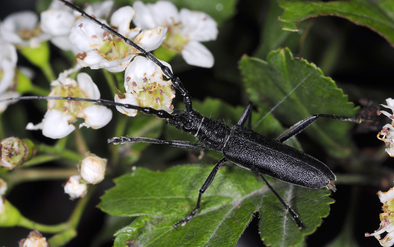 Cerambyx multiplicatus