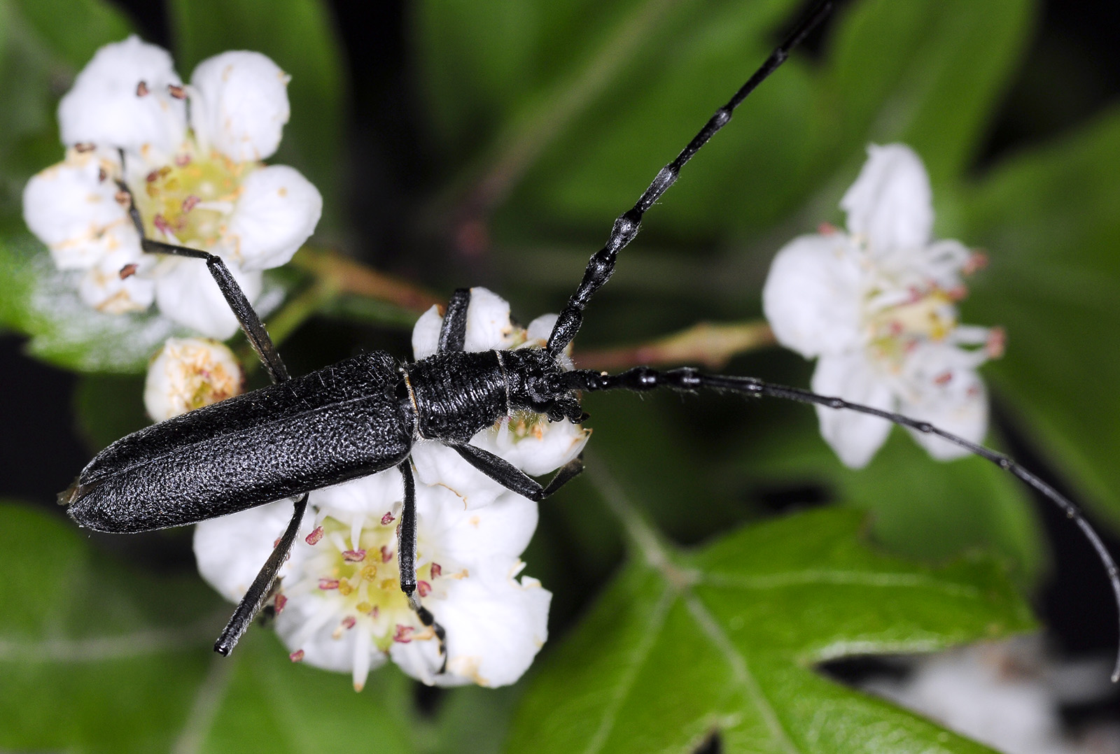 Cerambyx multiplicatus