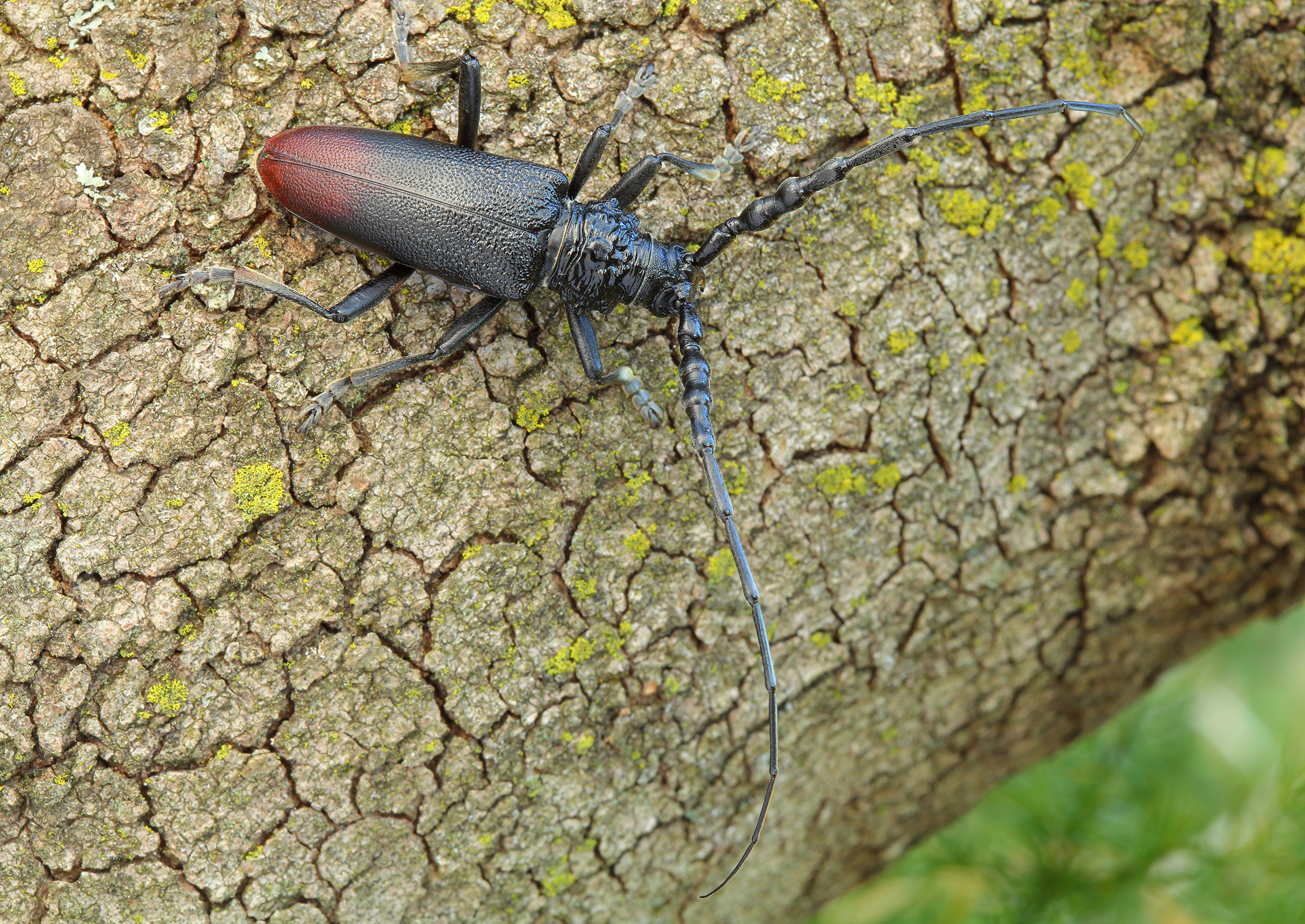 Cerambyx nodulosus nodulosus