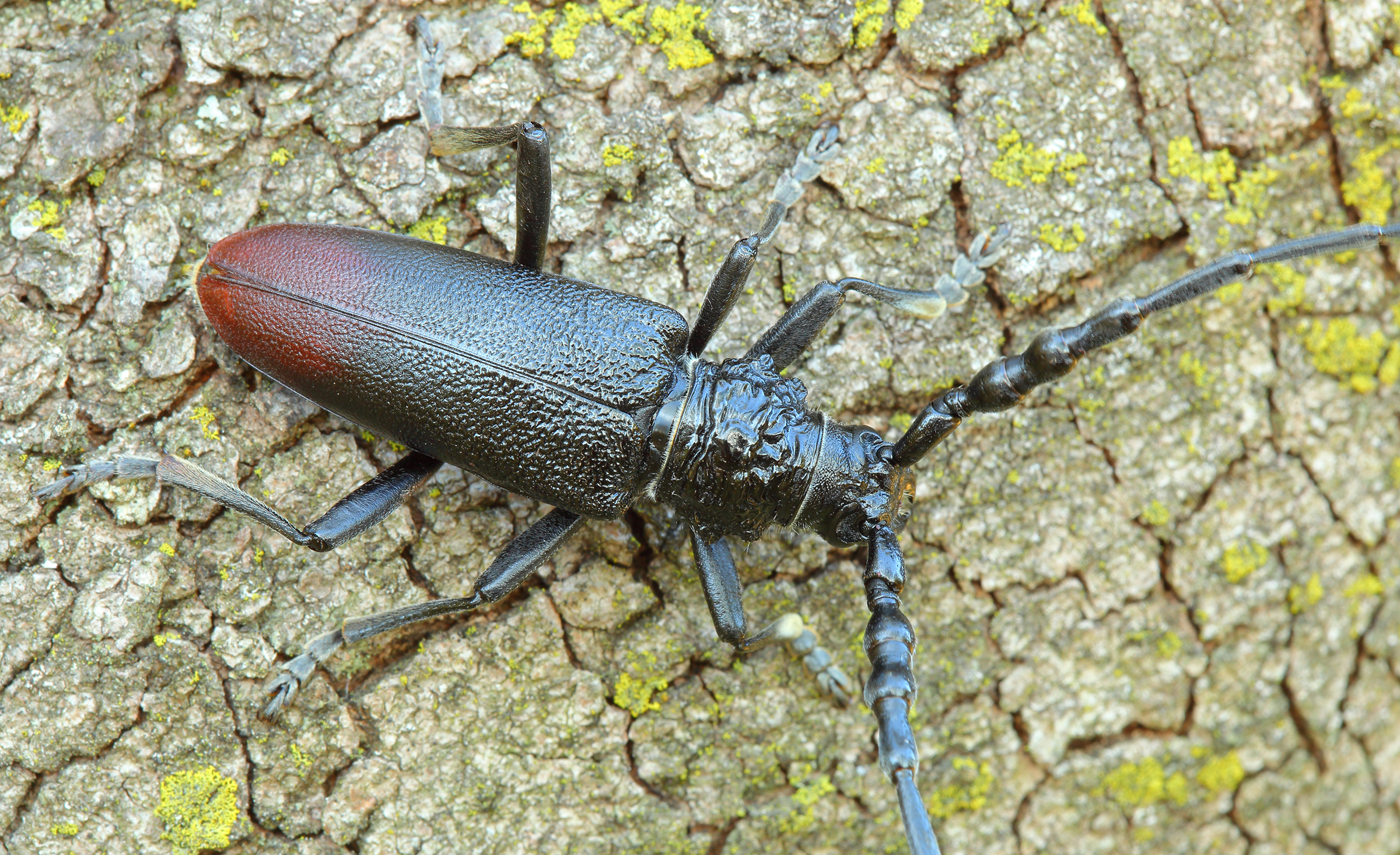 Cerambyx nodulosus nodulosus