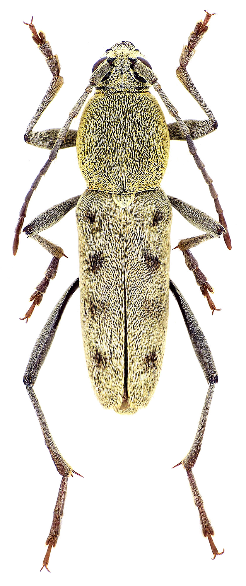 Chlorophorus faldermanni