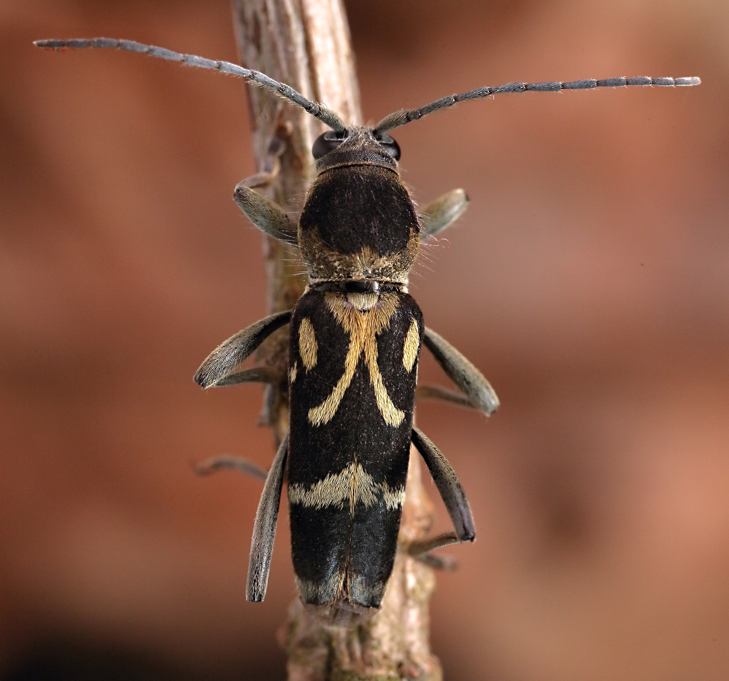 Chlorophorus figuratus