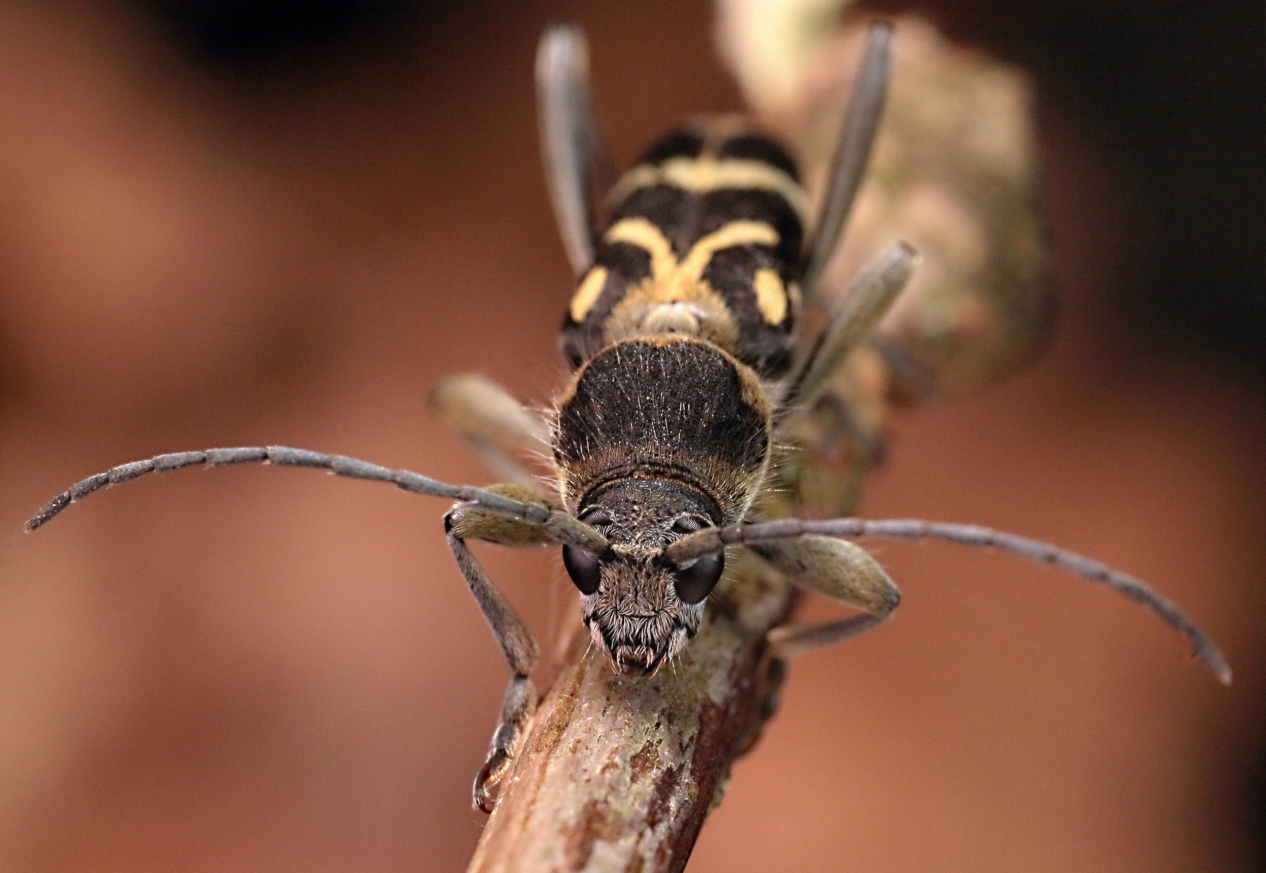 Chlorophorus figuratus