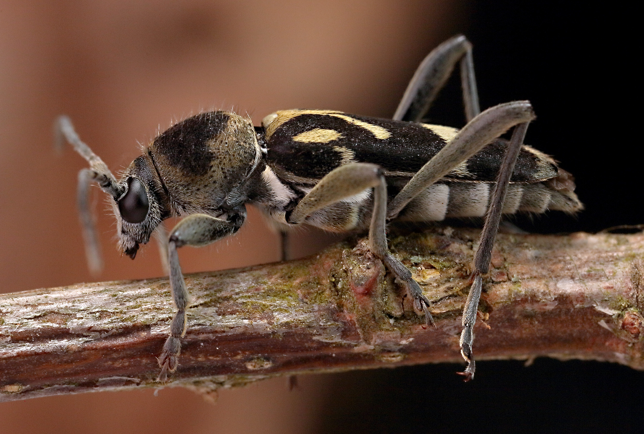 Chlorophorus figuratus