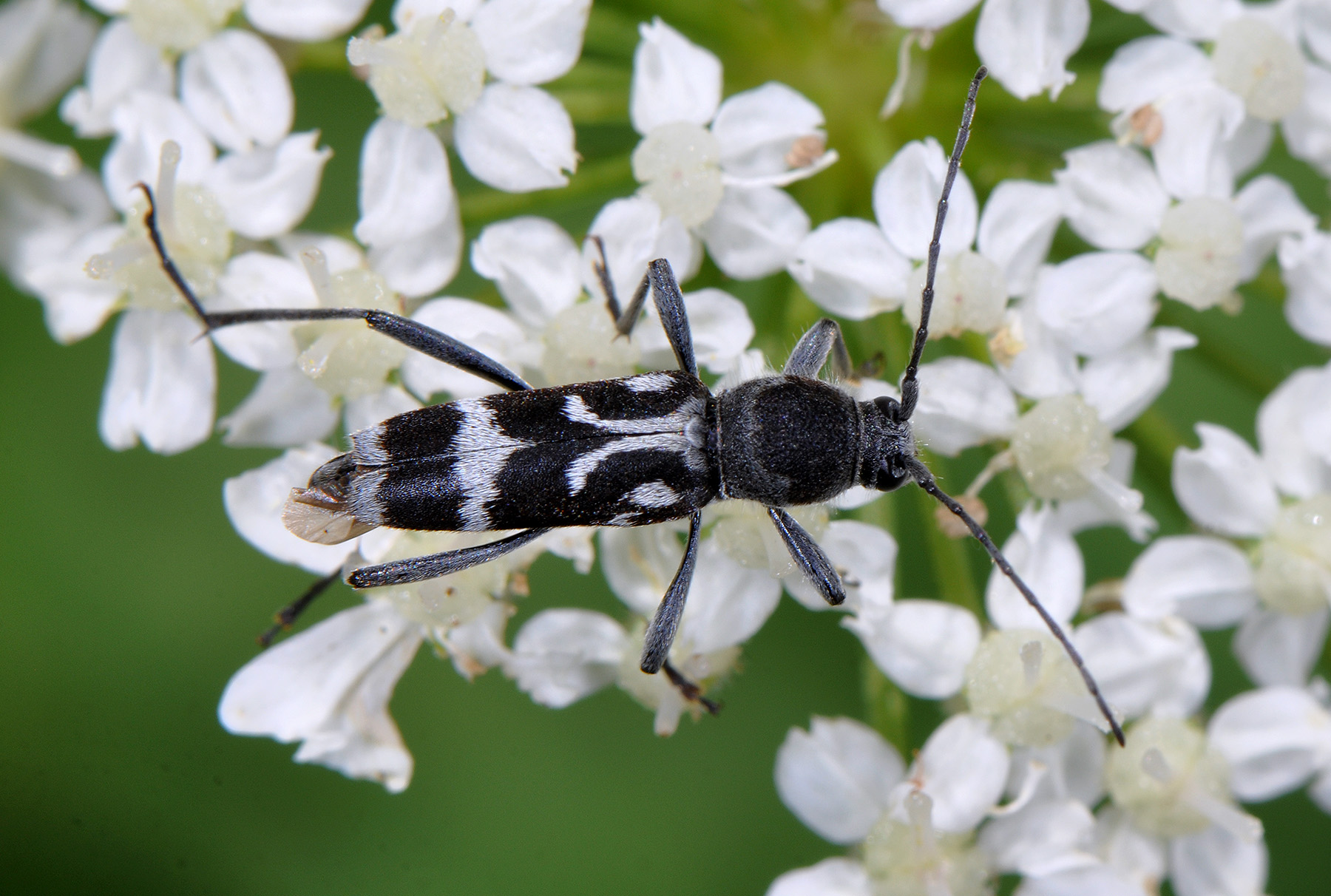 Chlorophorus figuratus