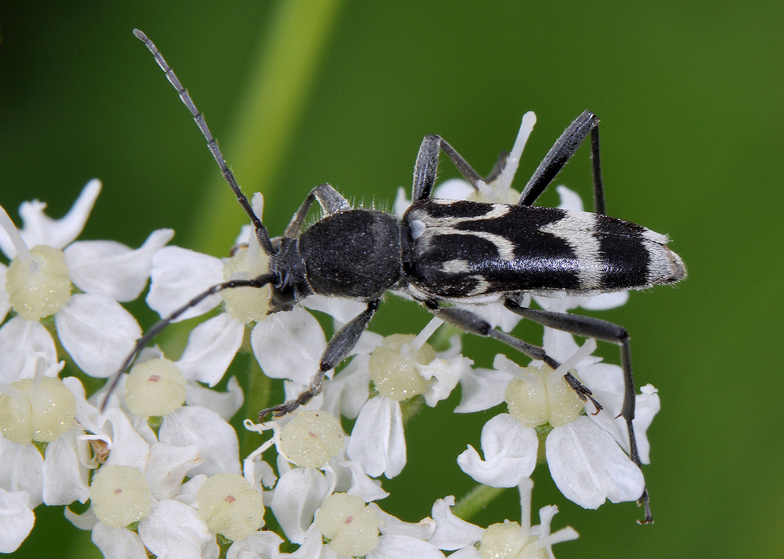 Chlorophorus figuratus