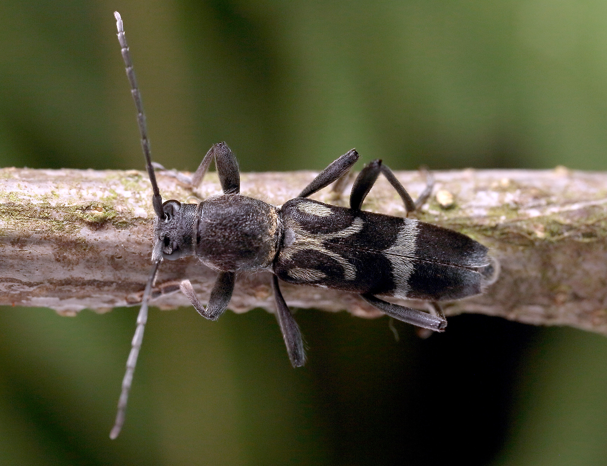 Chlorophorus figuratus