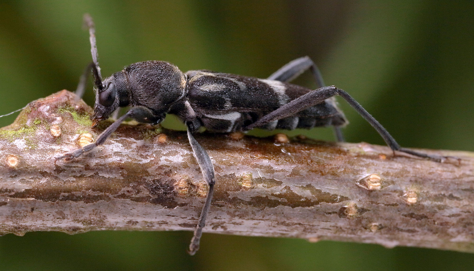 Chlorophorus figuratus