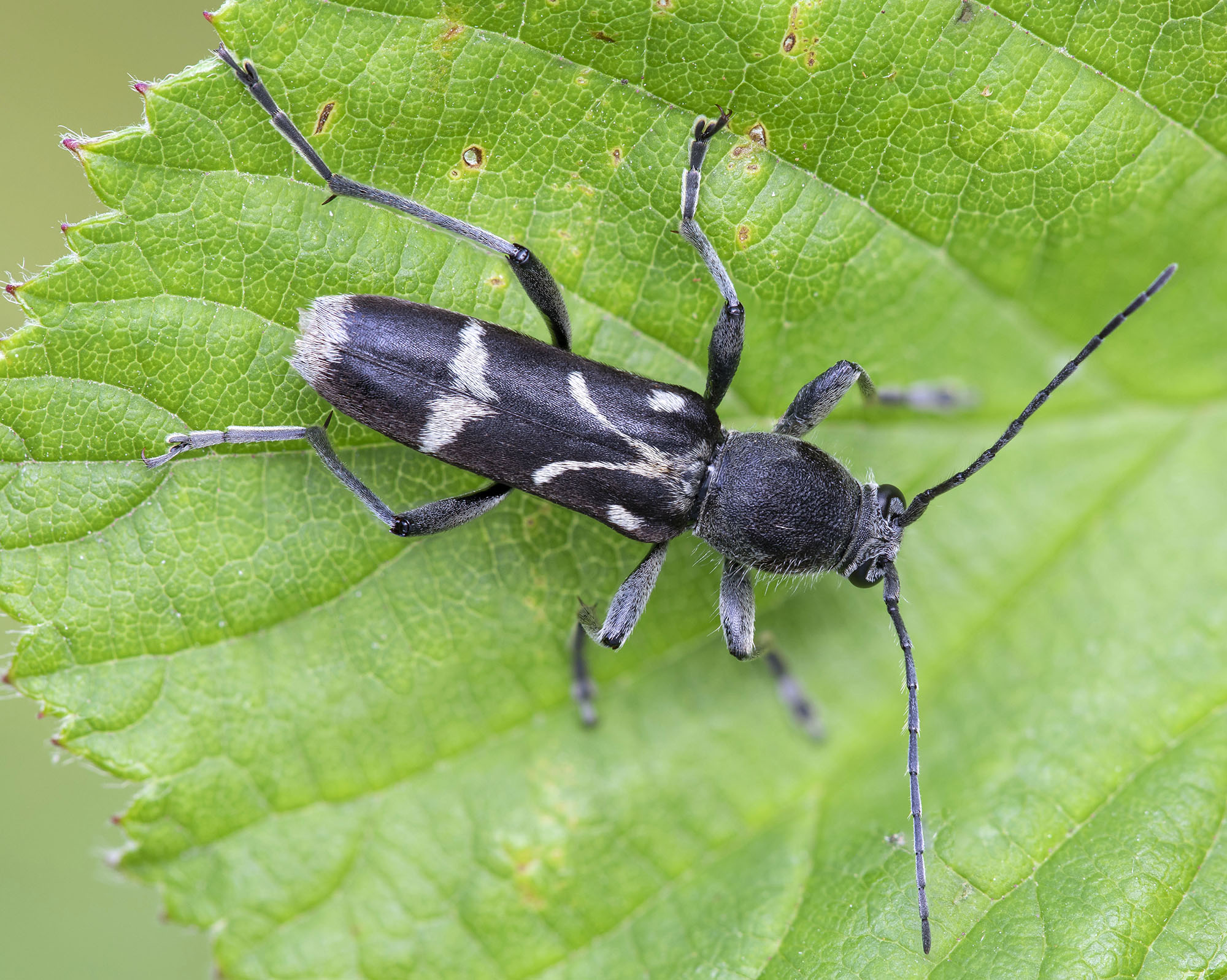 Chlorophorus figuratus