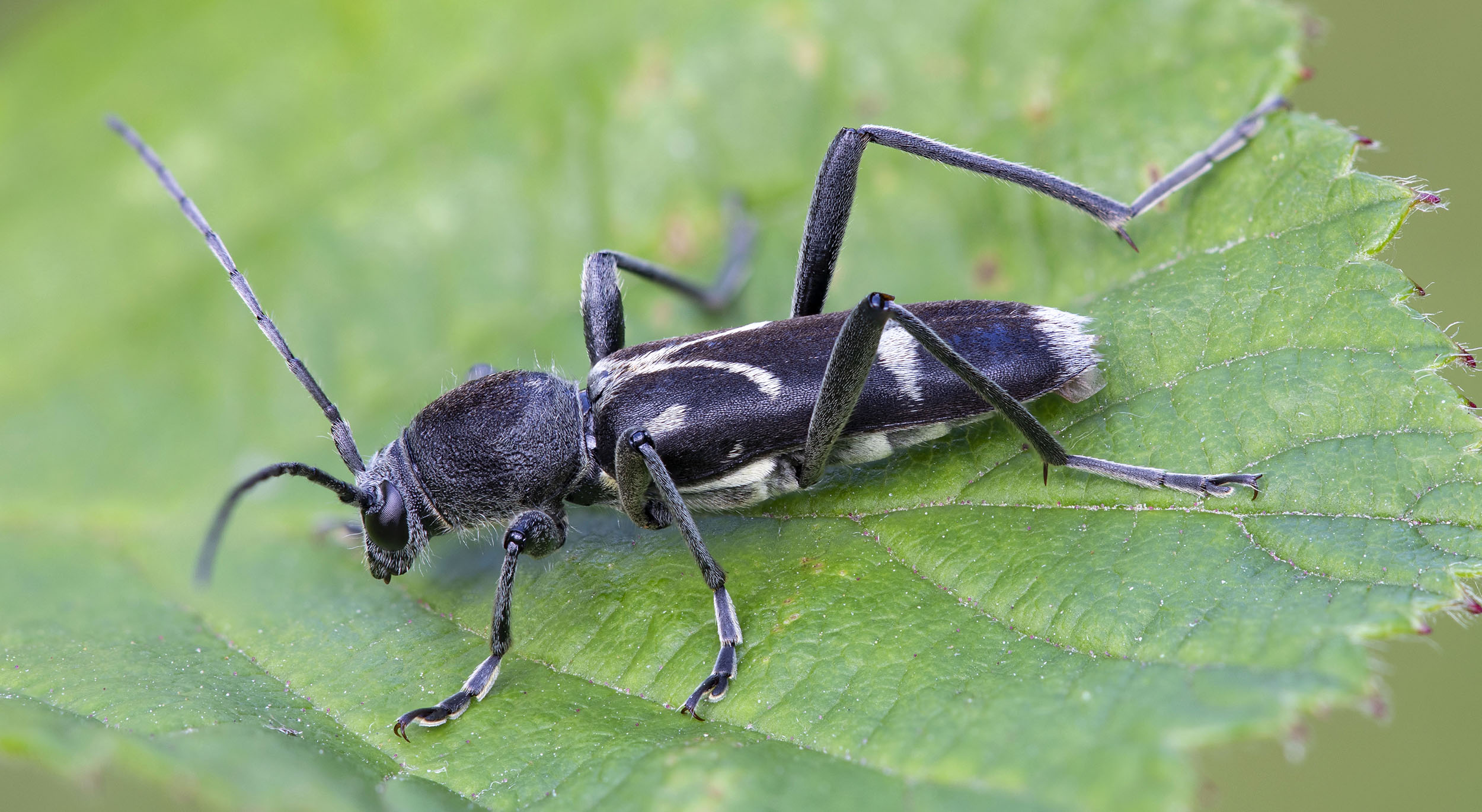 Chlorophorus figuratus