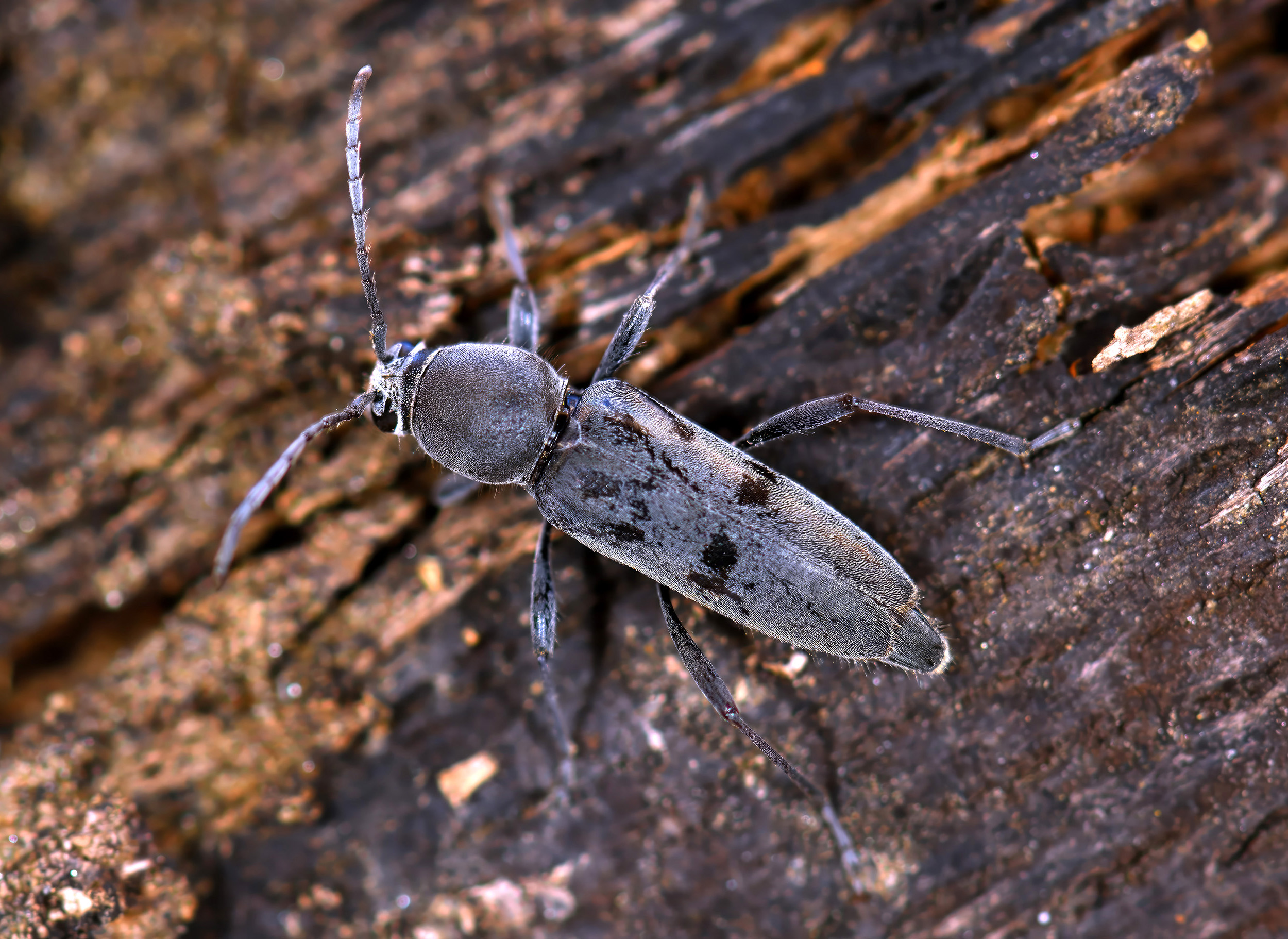 Chlorophorus glabromaculatus glabromaculatus