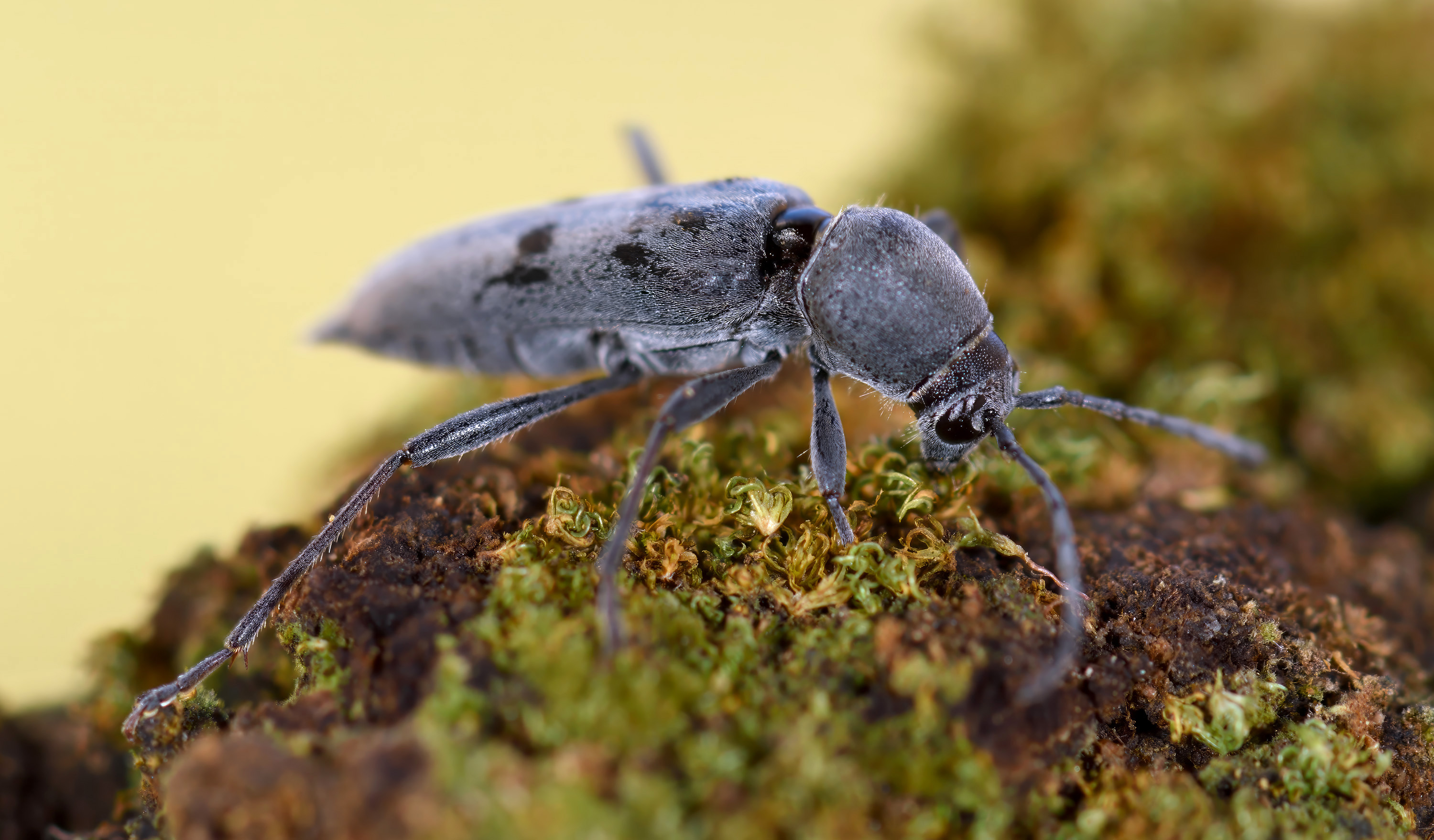 Chlorophorus glabromaculatus glabromaculatus