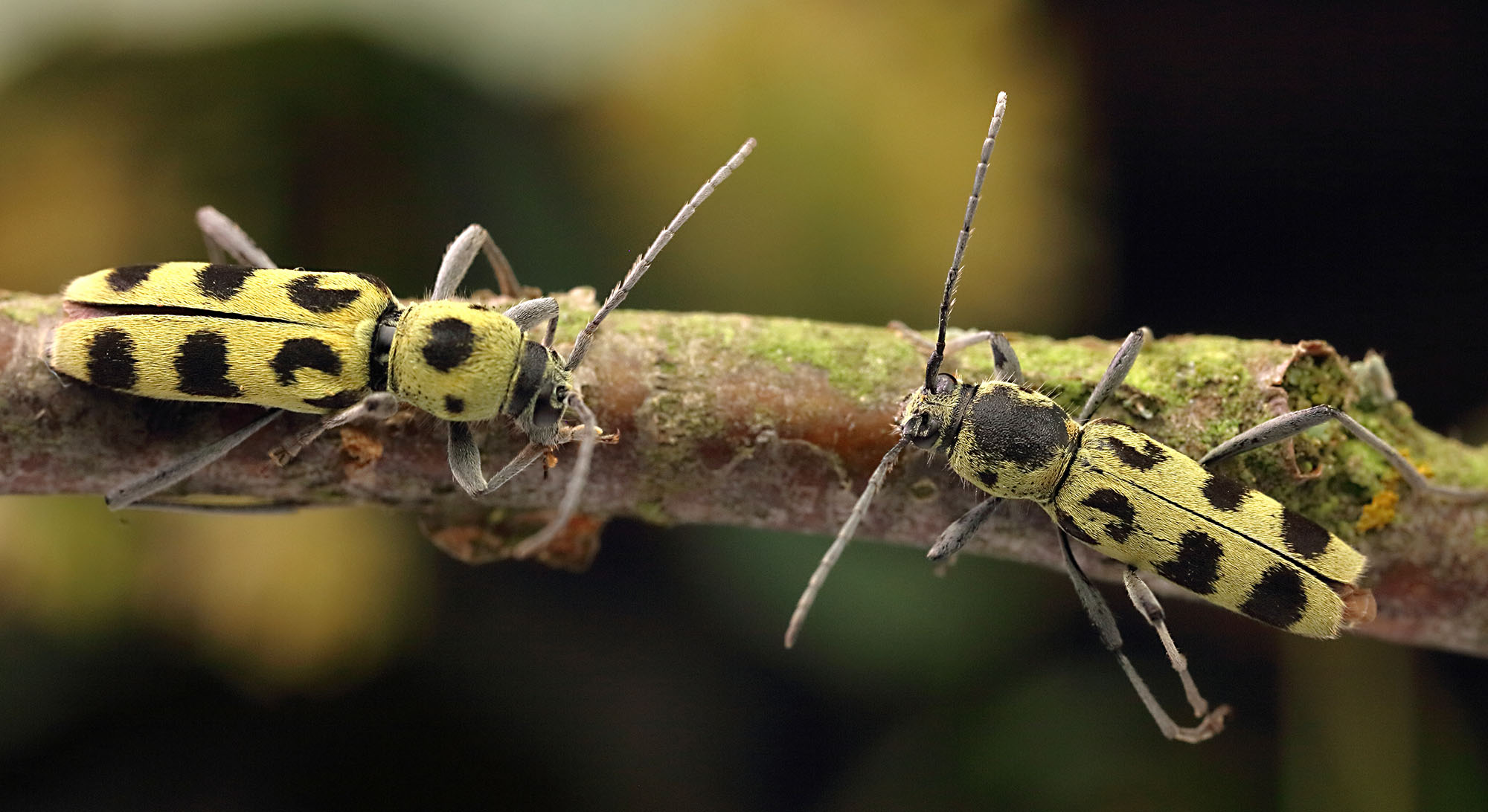 Chlorophorus herbstii