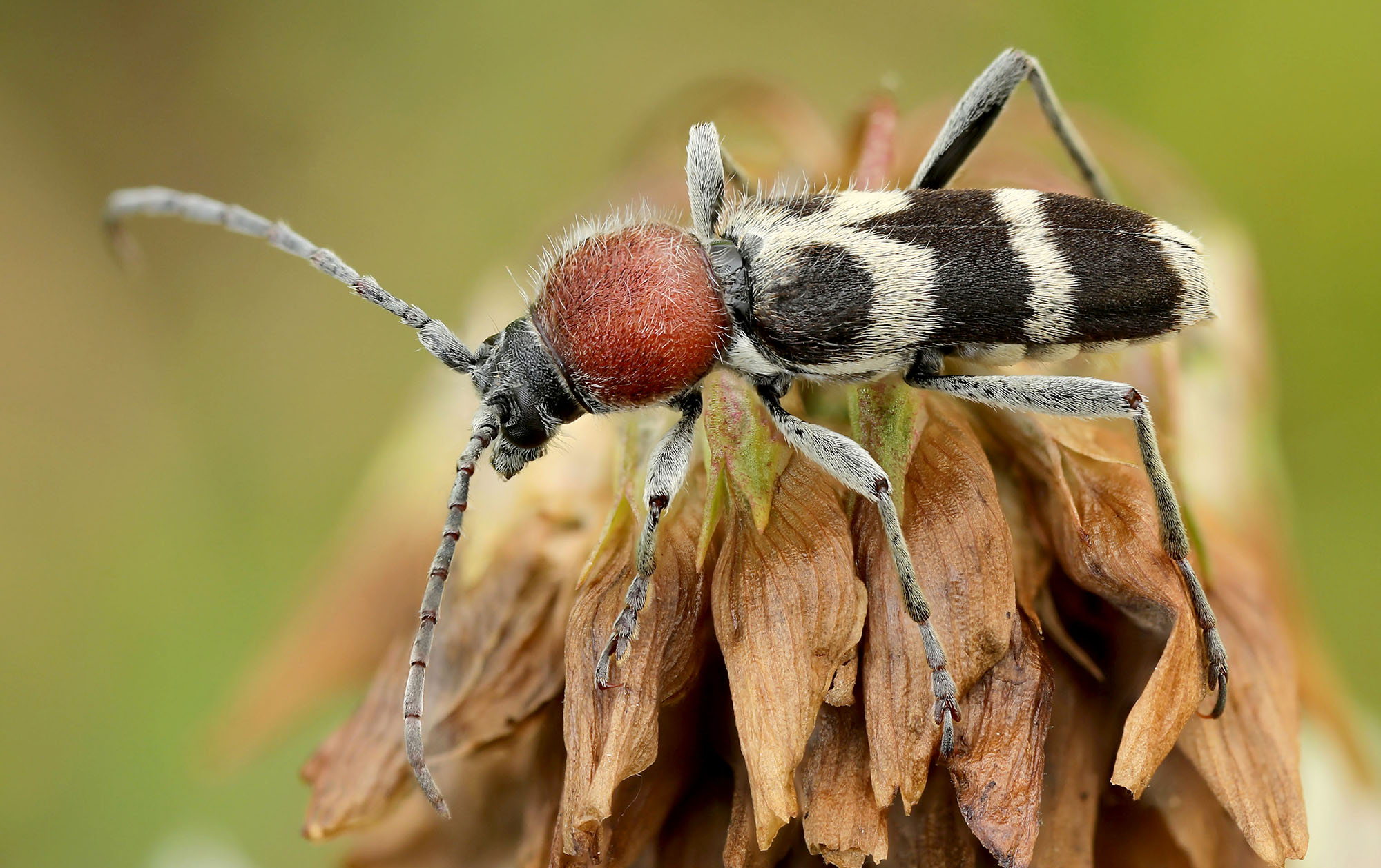 Chlorophorus hungaricus