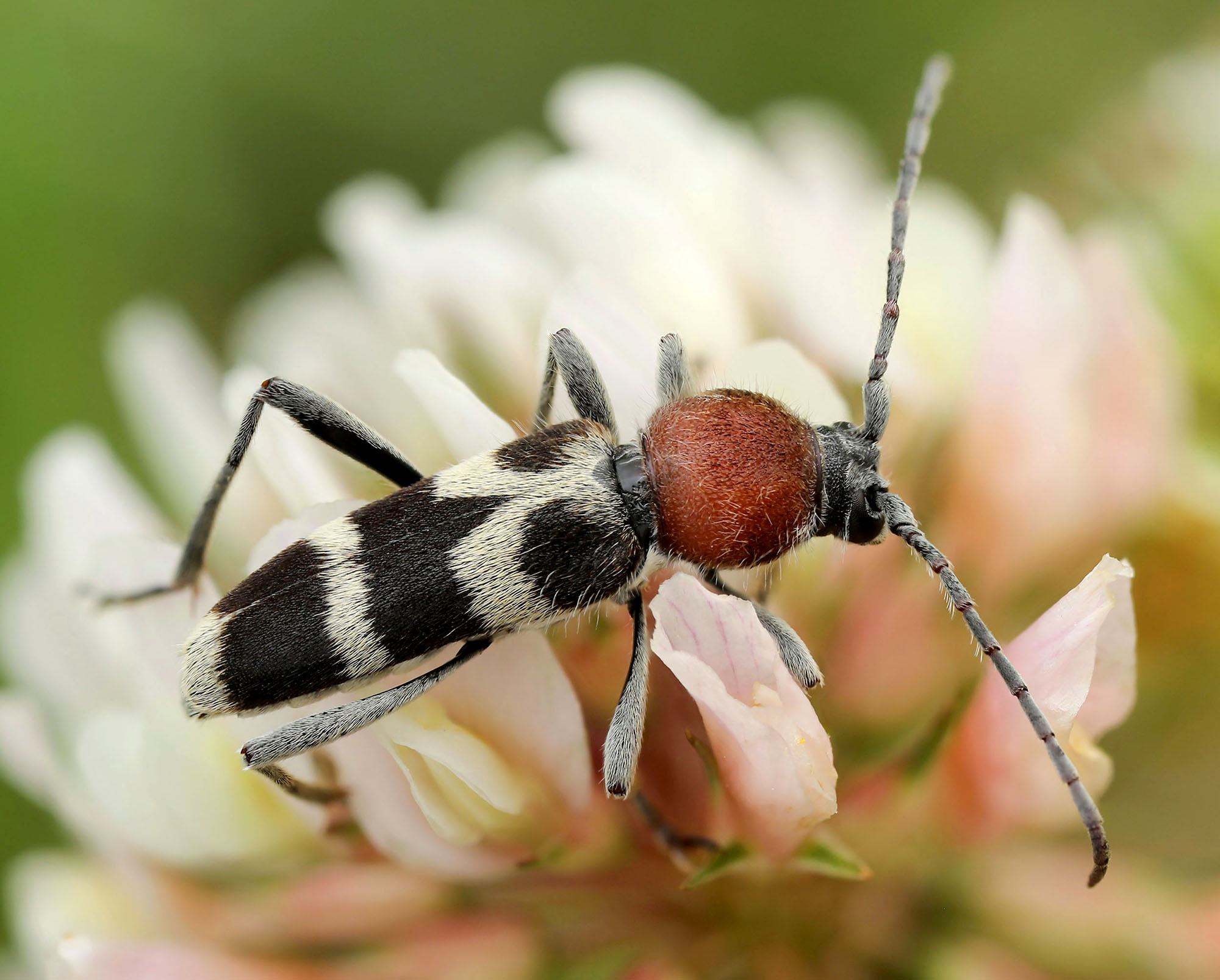 Chlorophorus hungaricus