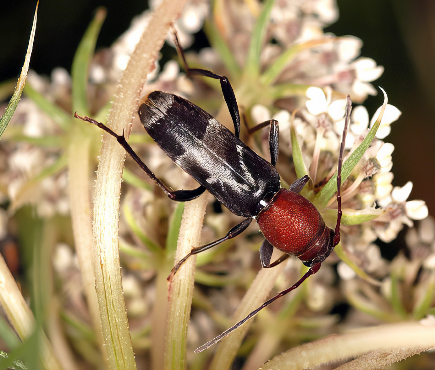 Chlorophorus ruficornis