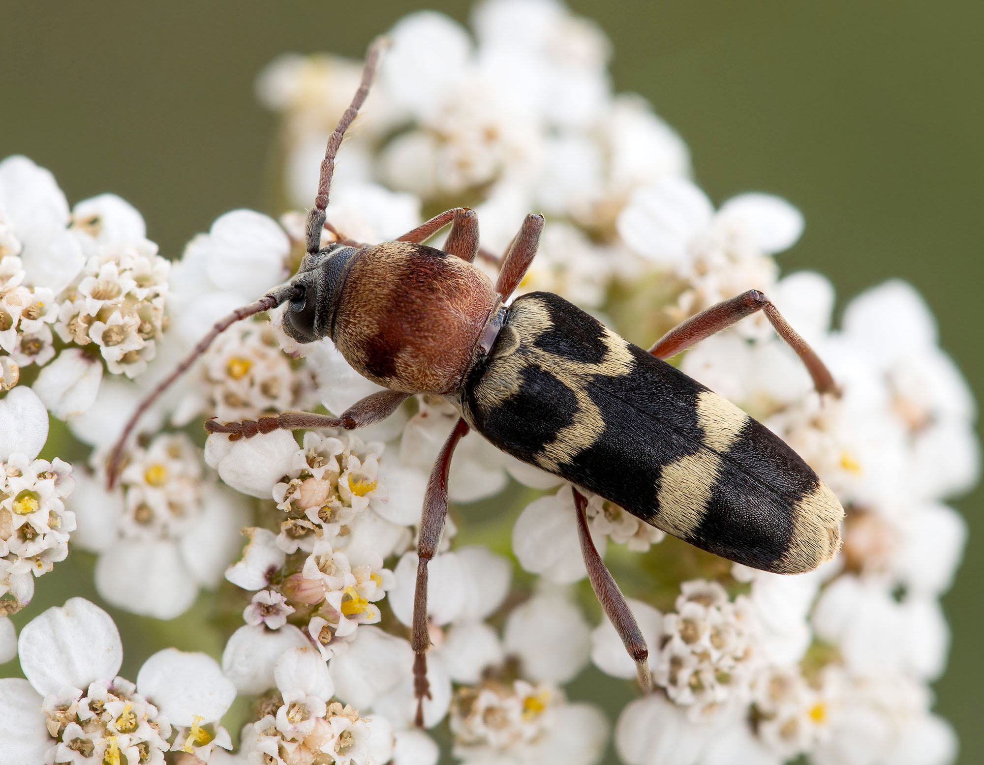 Chlorophorus trifasciatus