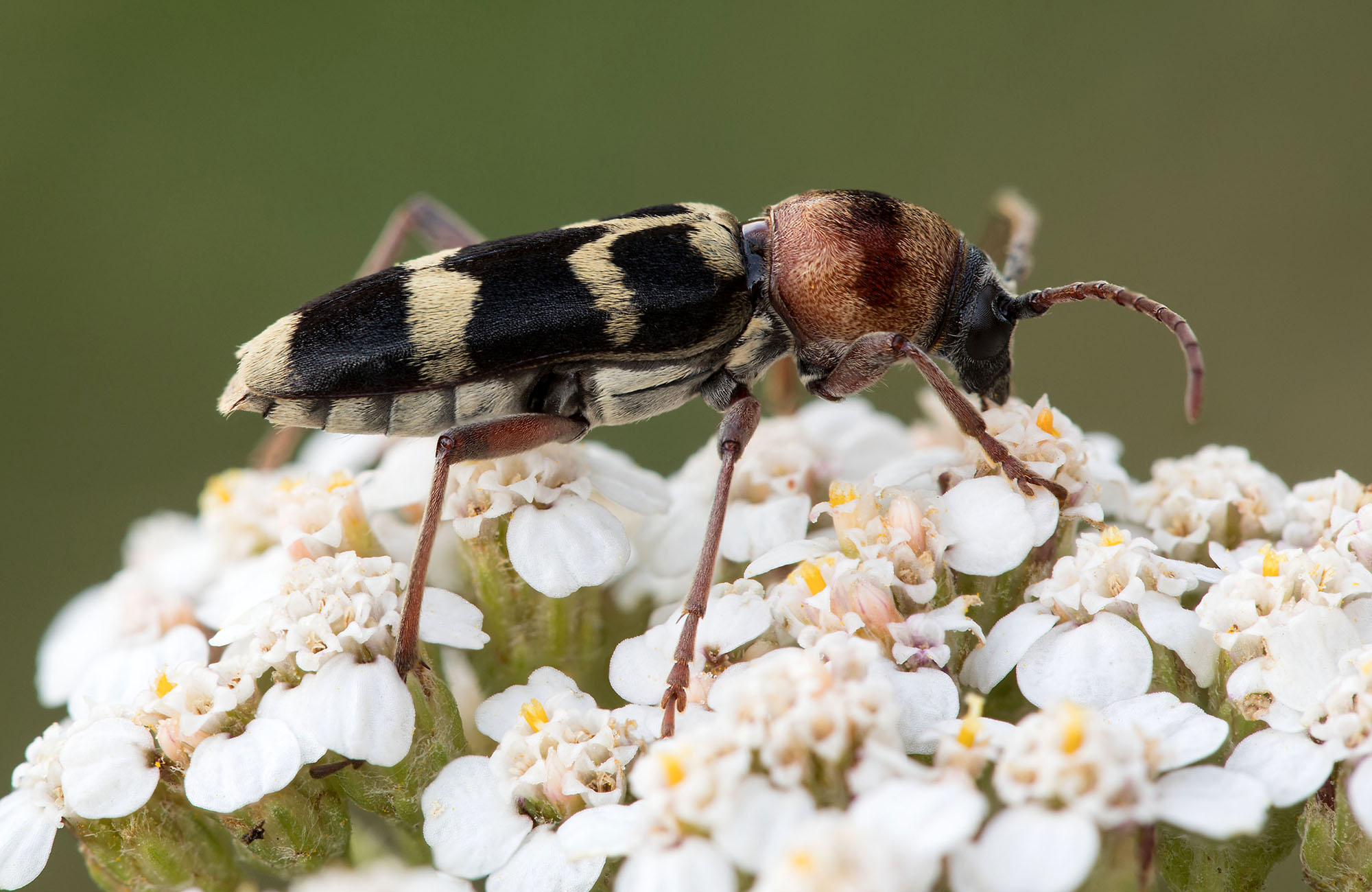 Chlorophorus trifasciatus