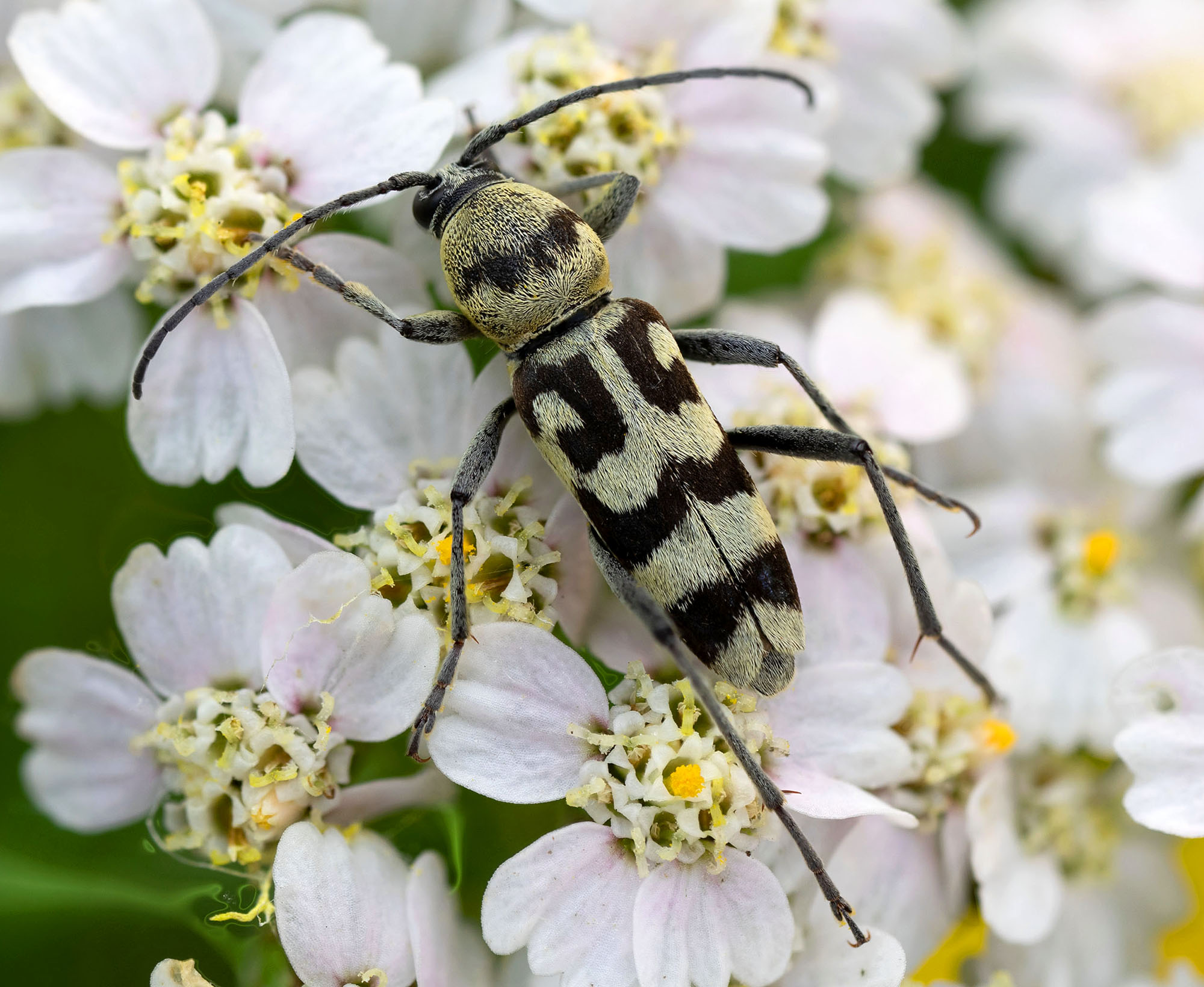 Chlorophorus varius varius