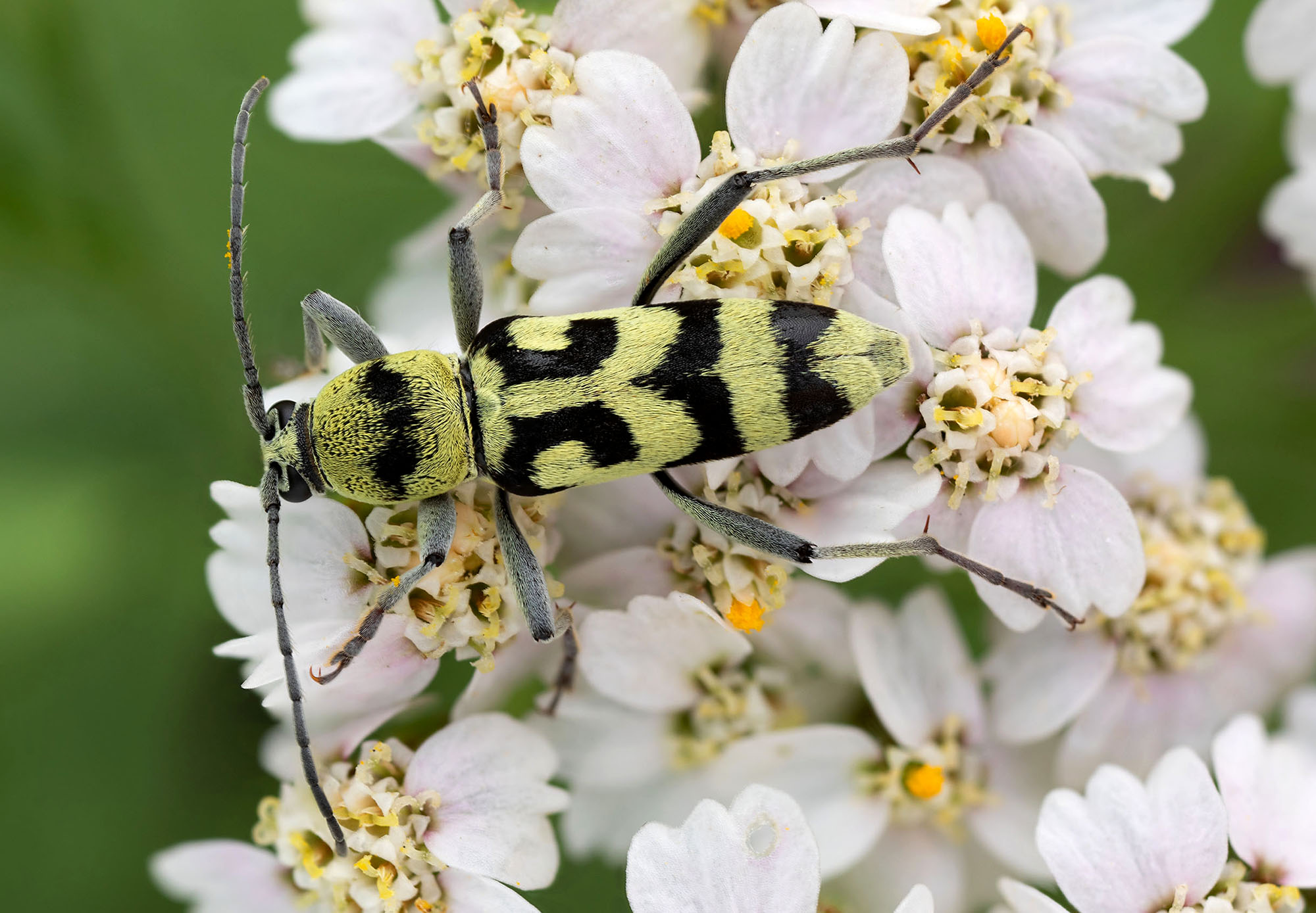 Chlorophorus varius varius