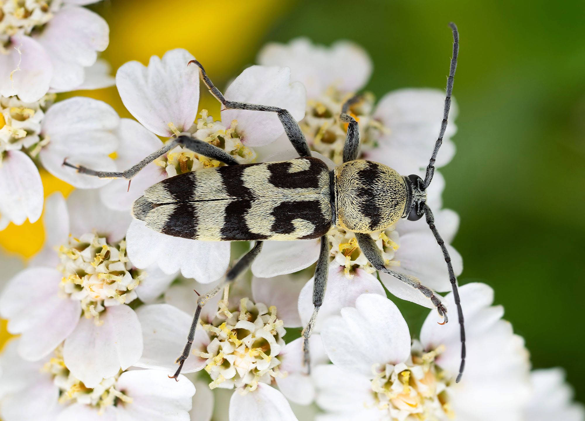 Chlorophorus varius varius