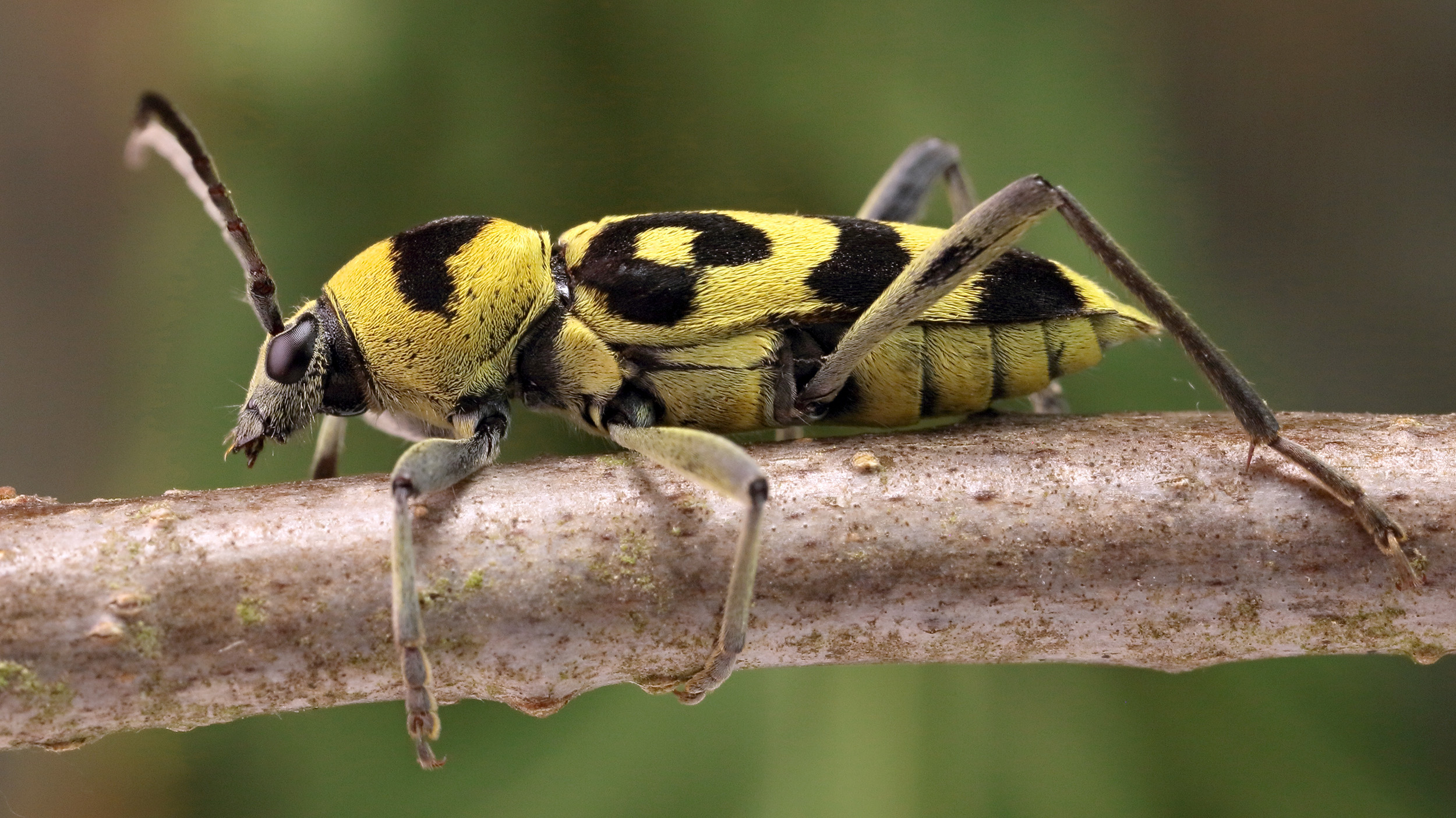 Chlorophorus varius varius