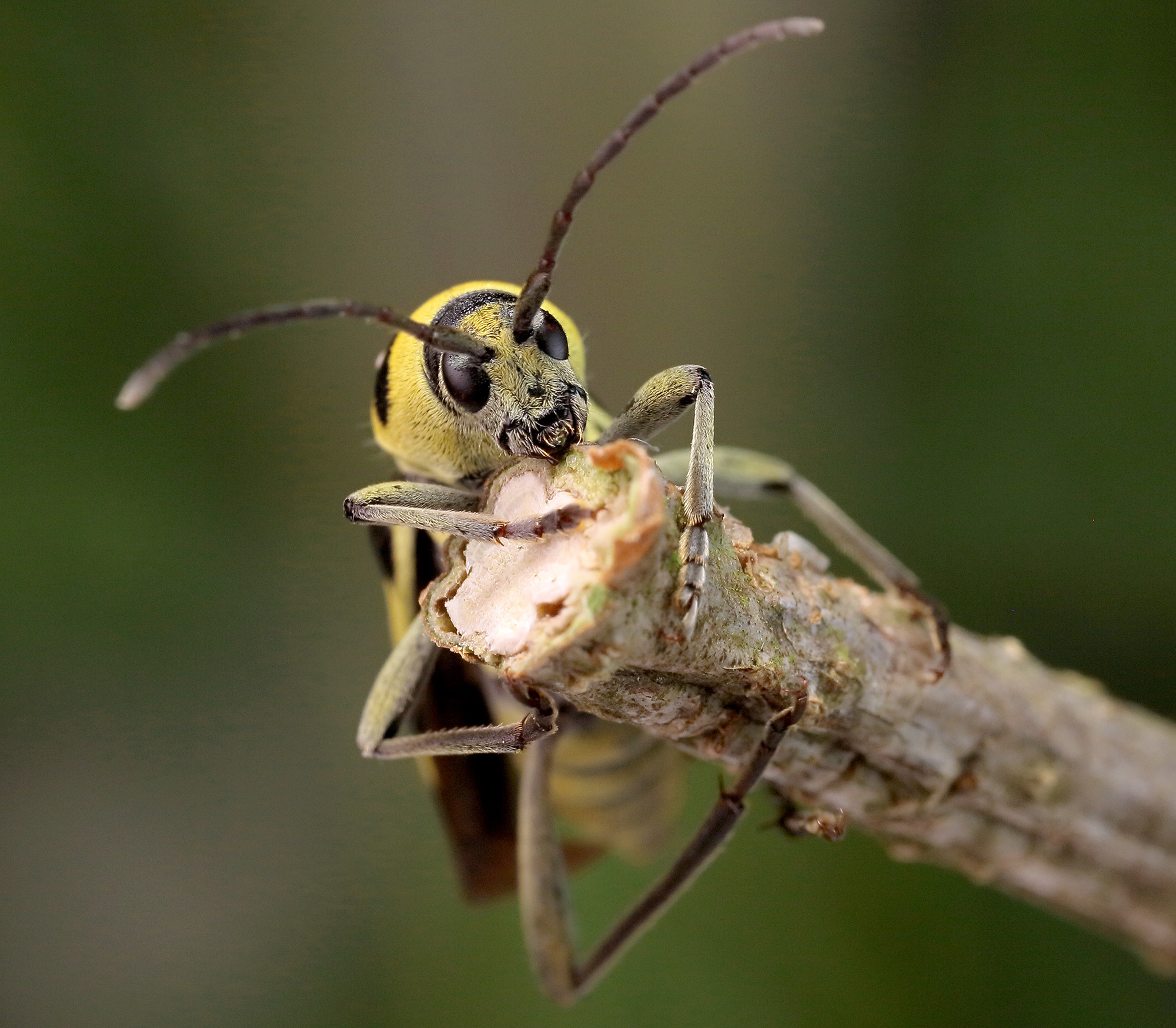 Chlorophorus varius varius