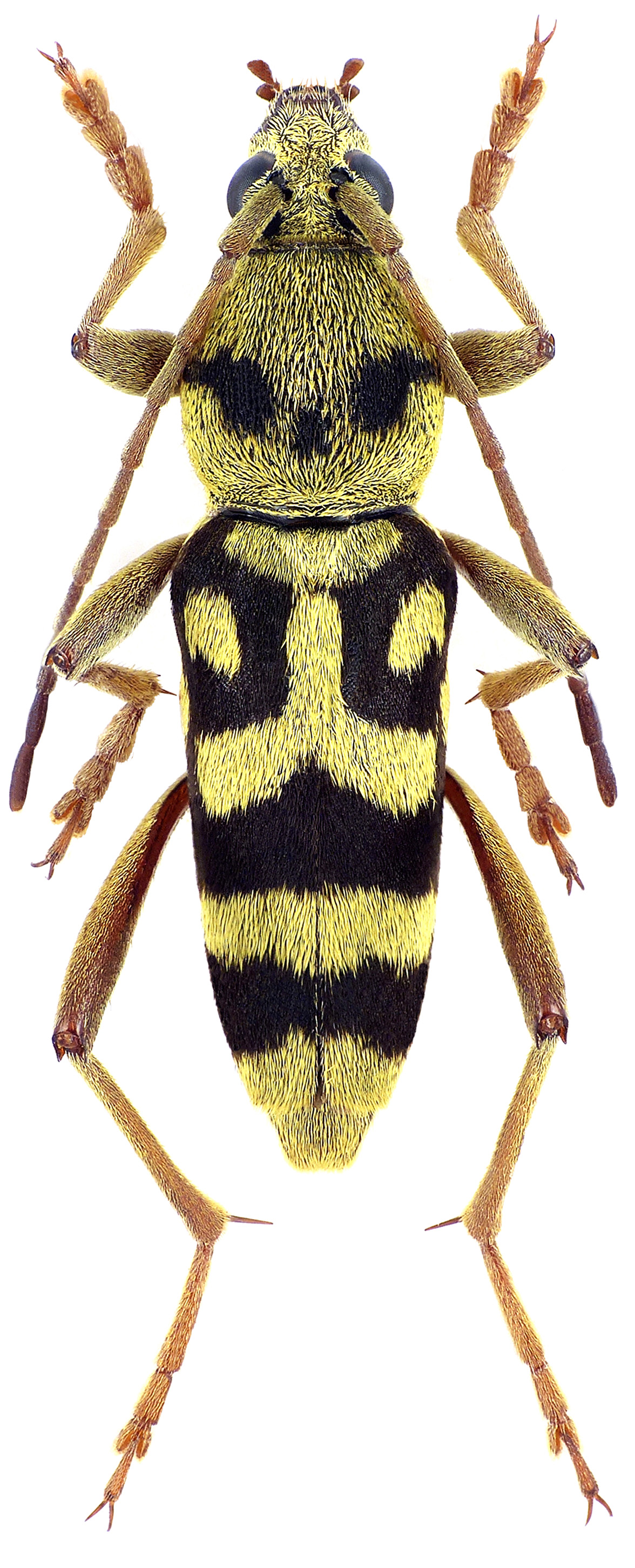 Chlorophorus varius damascenus