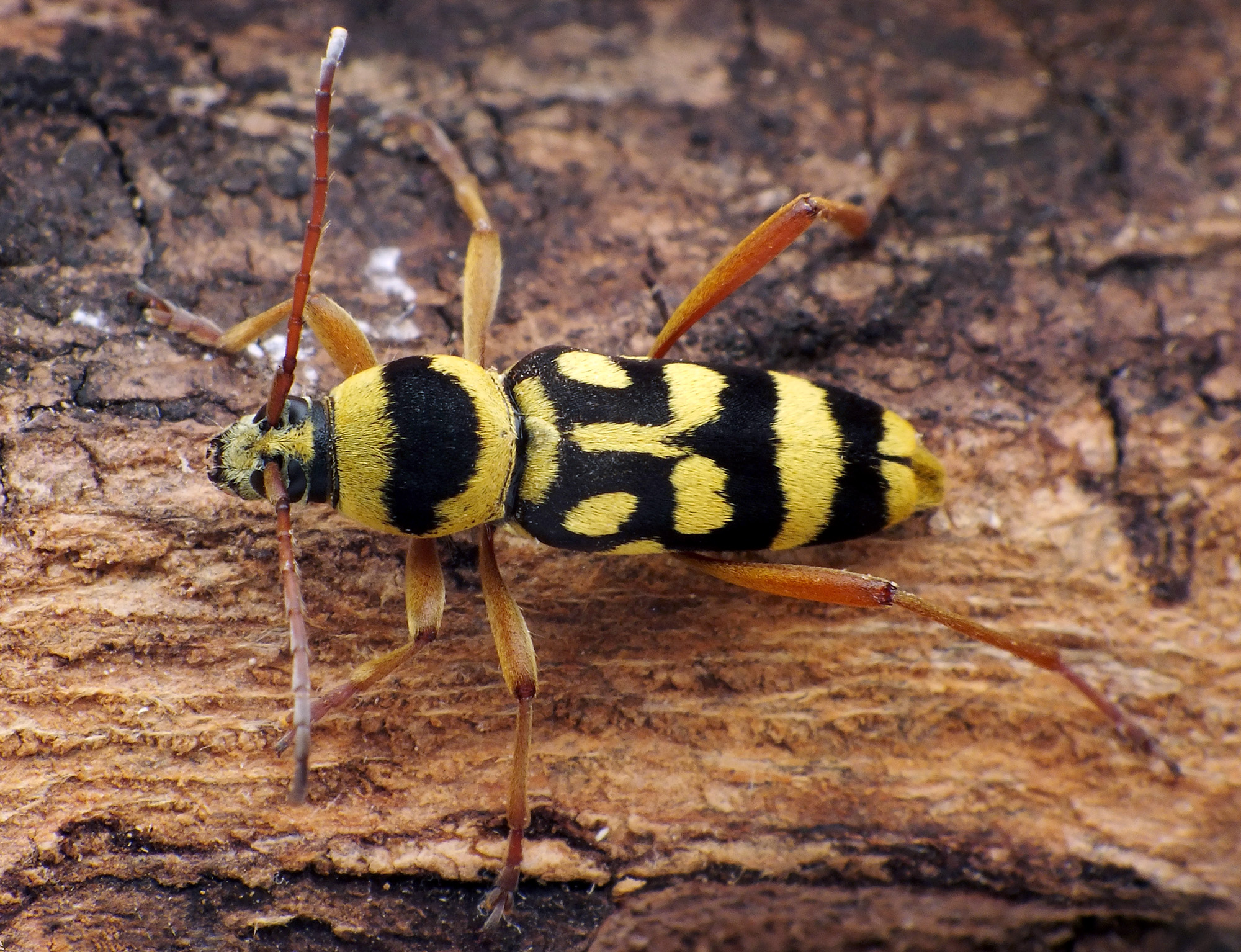 Chlorophorus varius damascenus