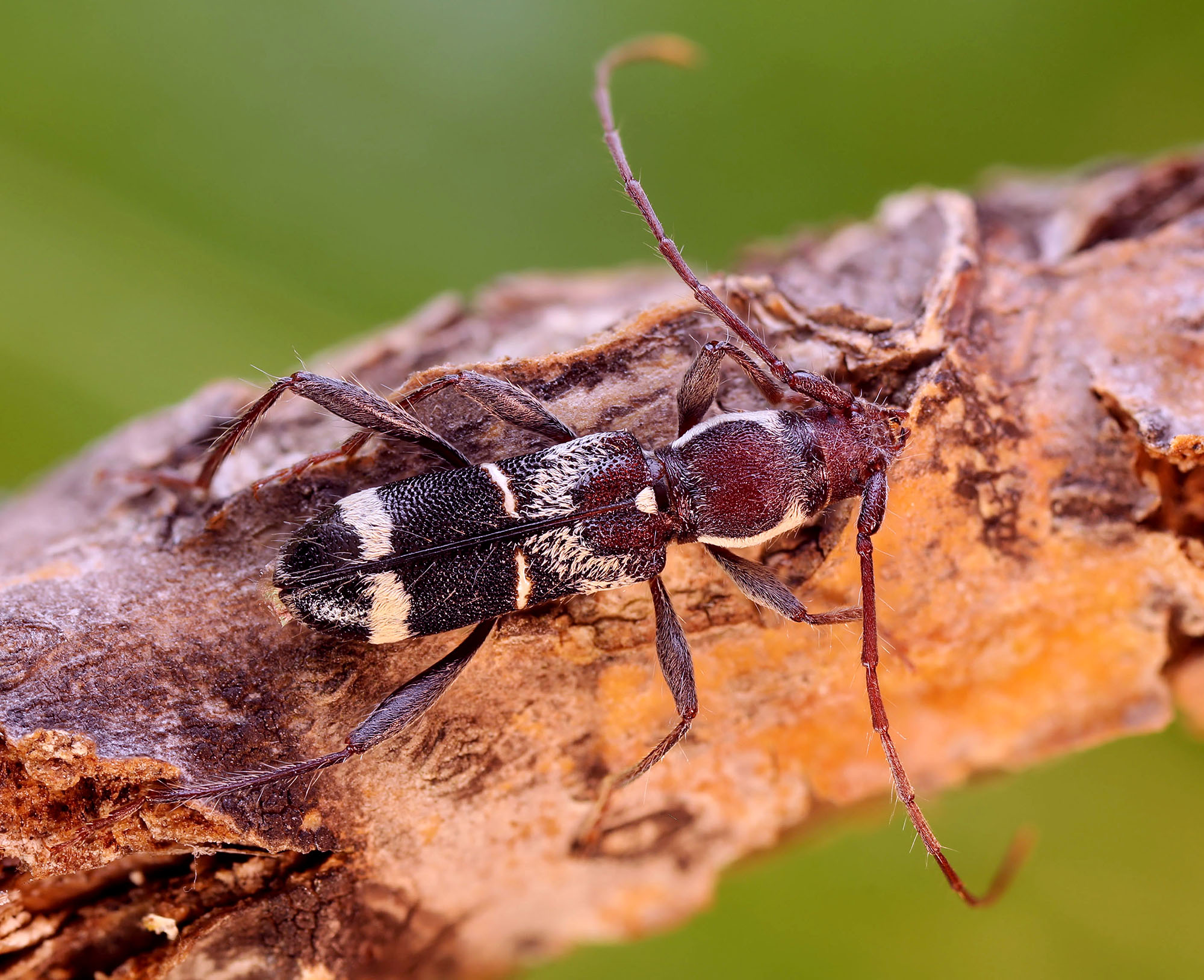 Cleroclytus semirufus semirufus