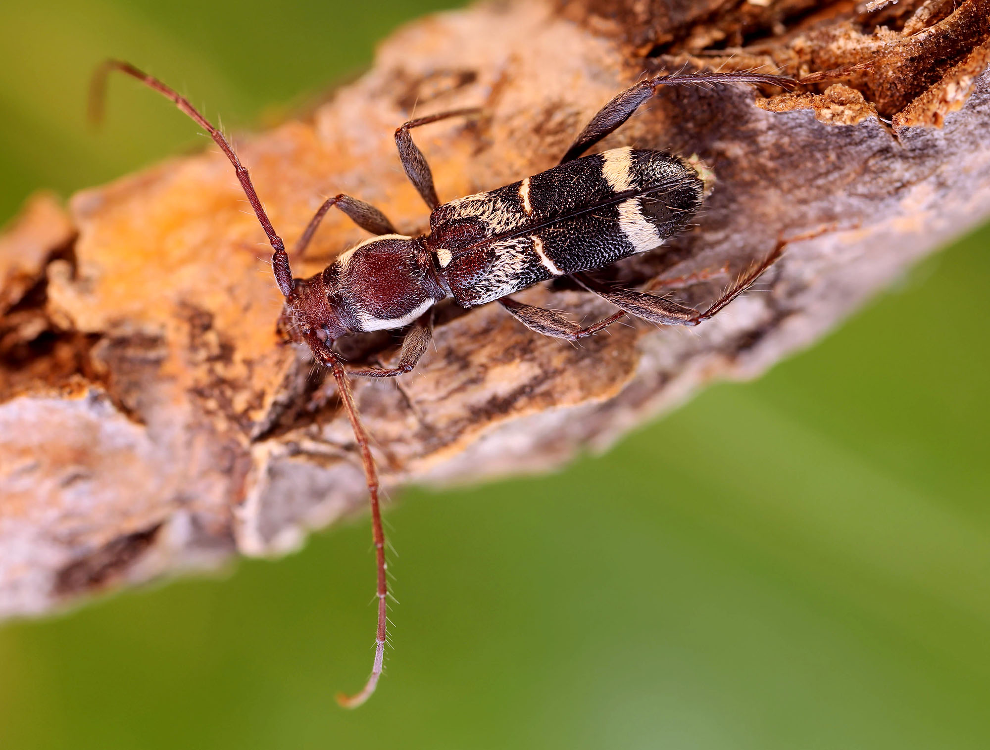 Cleroclytus semirufus semirufus