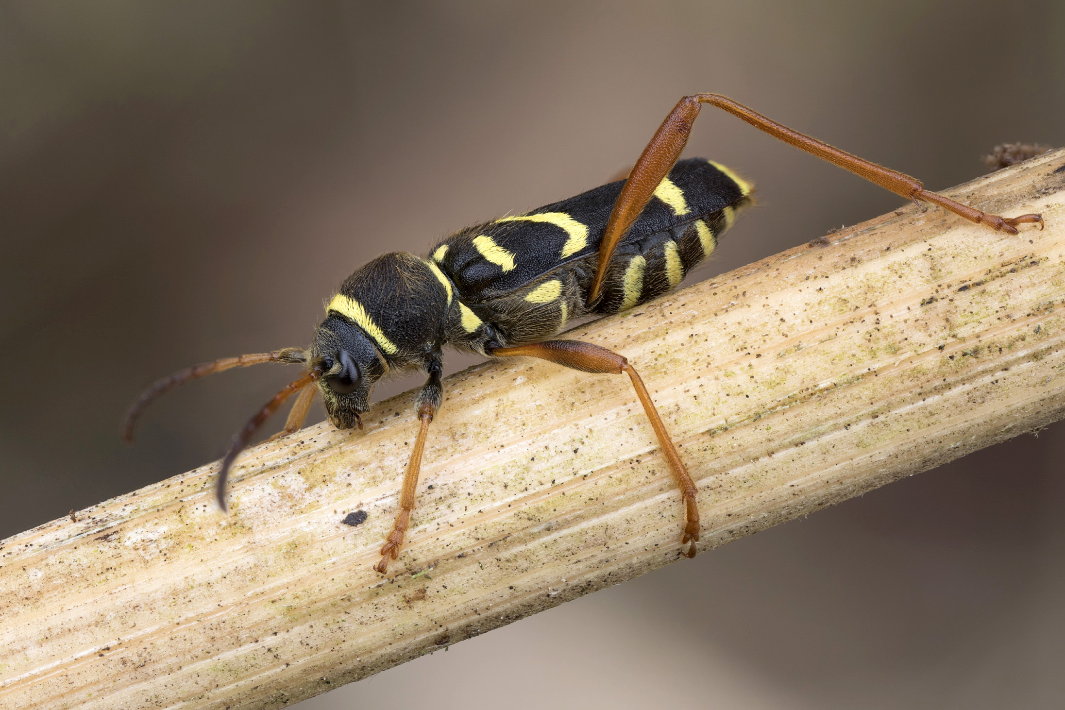 Clytus arietis arietis