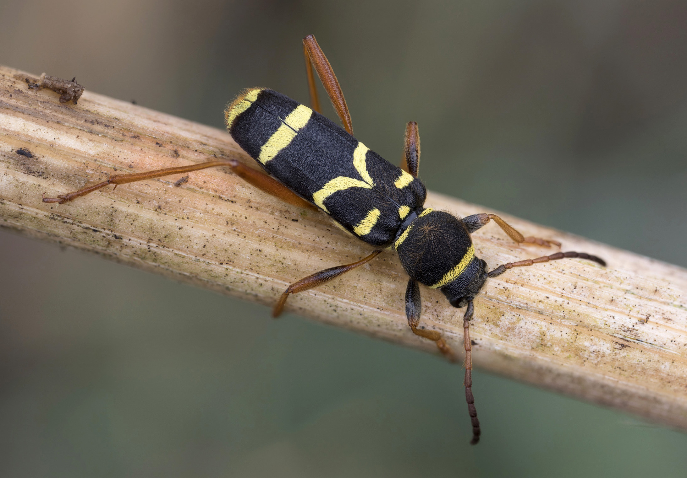 Clytus arietis arietis